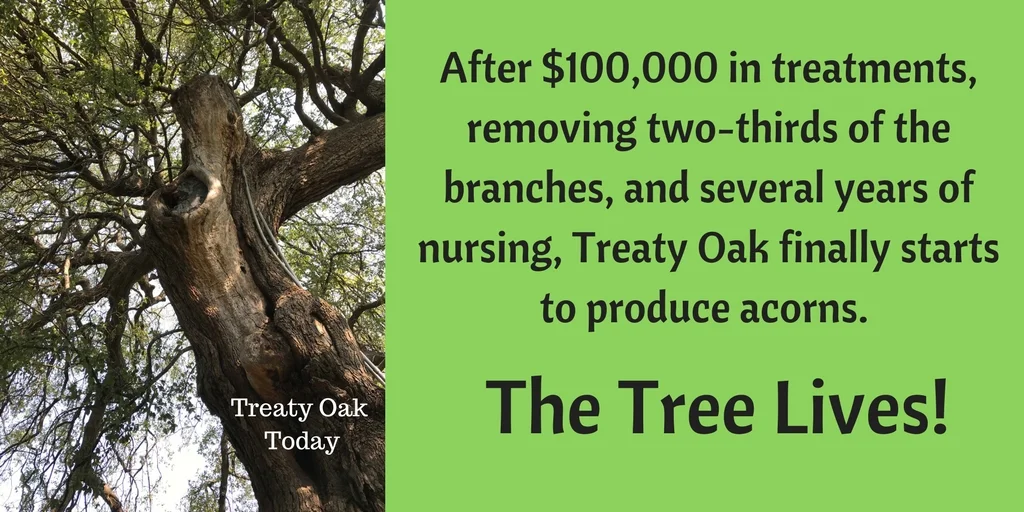Treaty Oak5.jpg