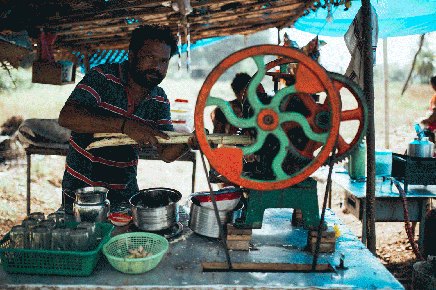 sugarcane1.gif
