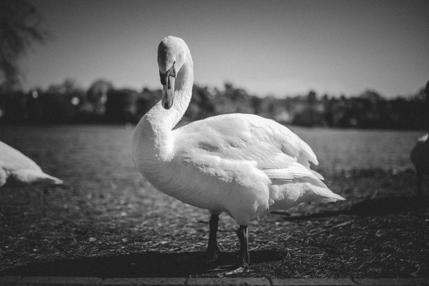 Sarah.Dai.Roath.Park.BW.Flagged.22.03.2020-5229.jpg
