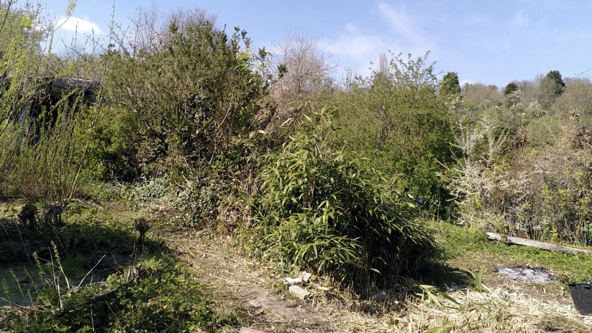 Shrubbery that hasn't been tamed yet.