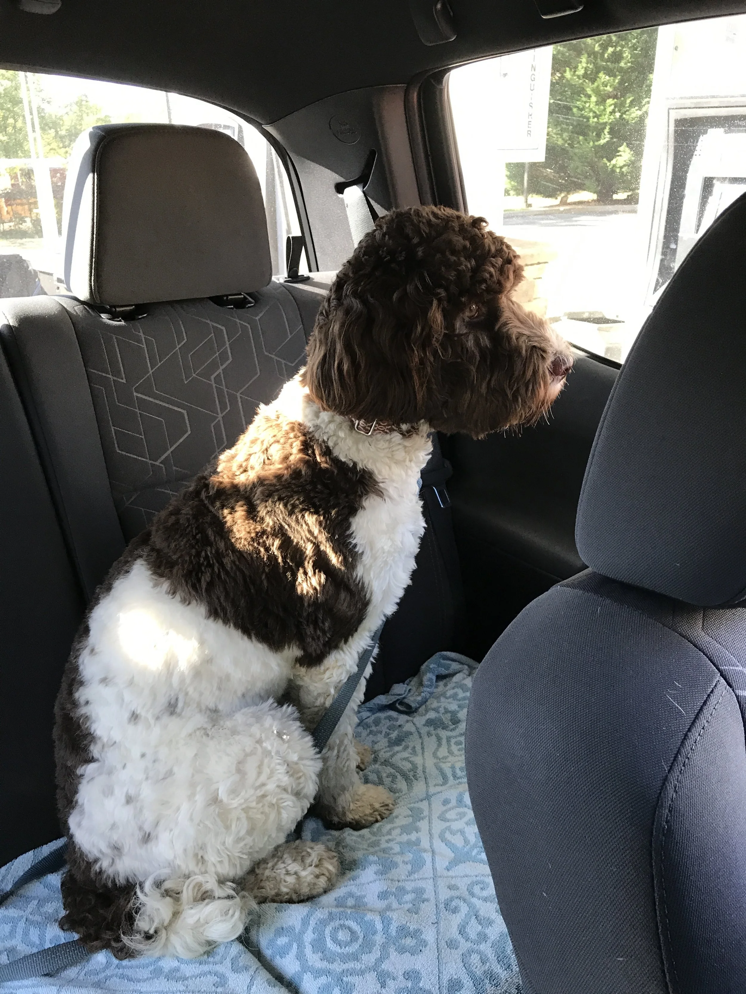 Bringing home a new dog: how to be successful