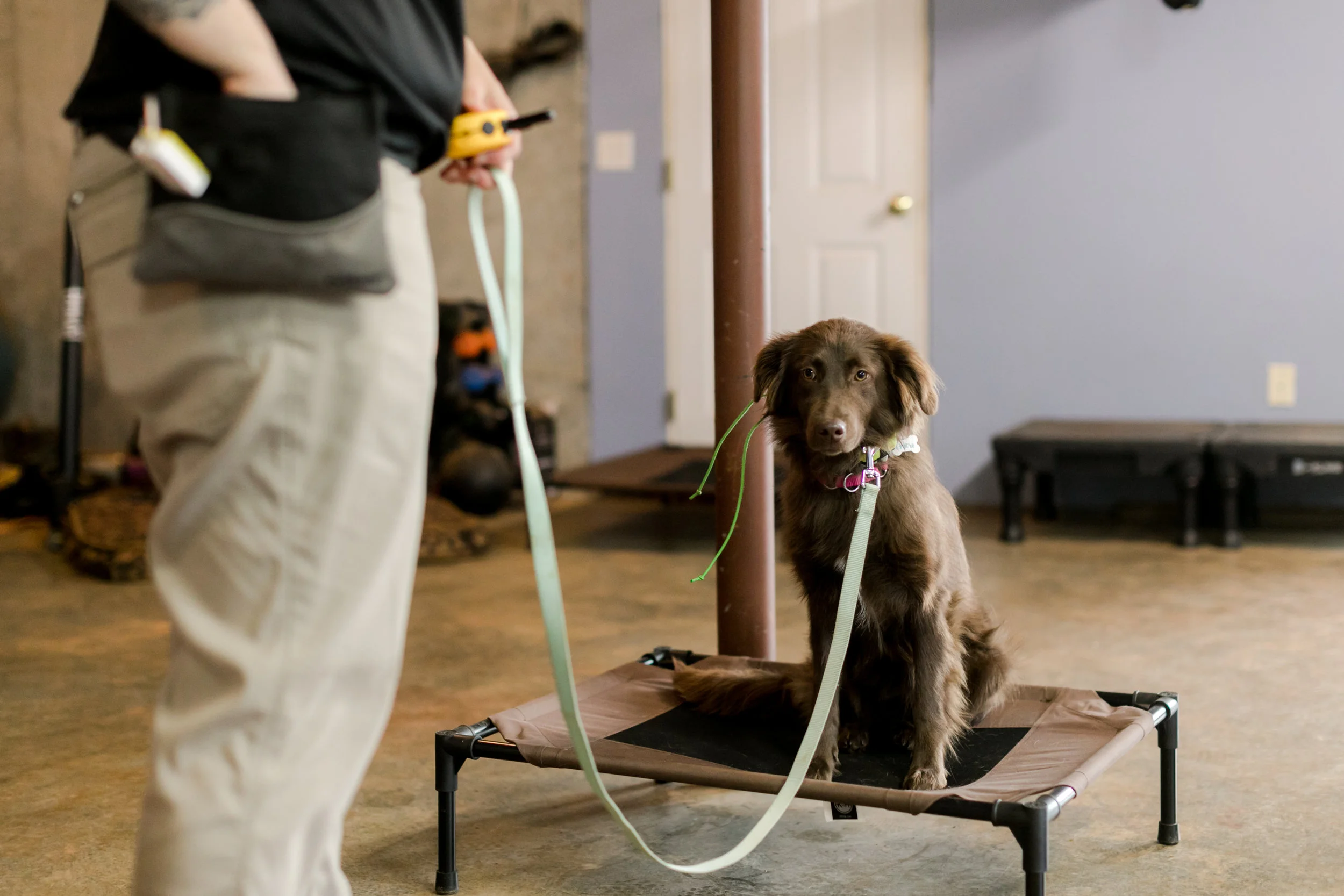 Sadies-Rules-K9-Training-2019-0098.jpg