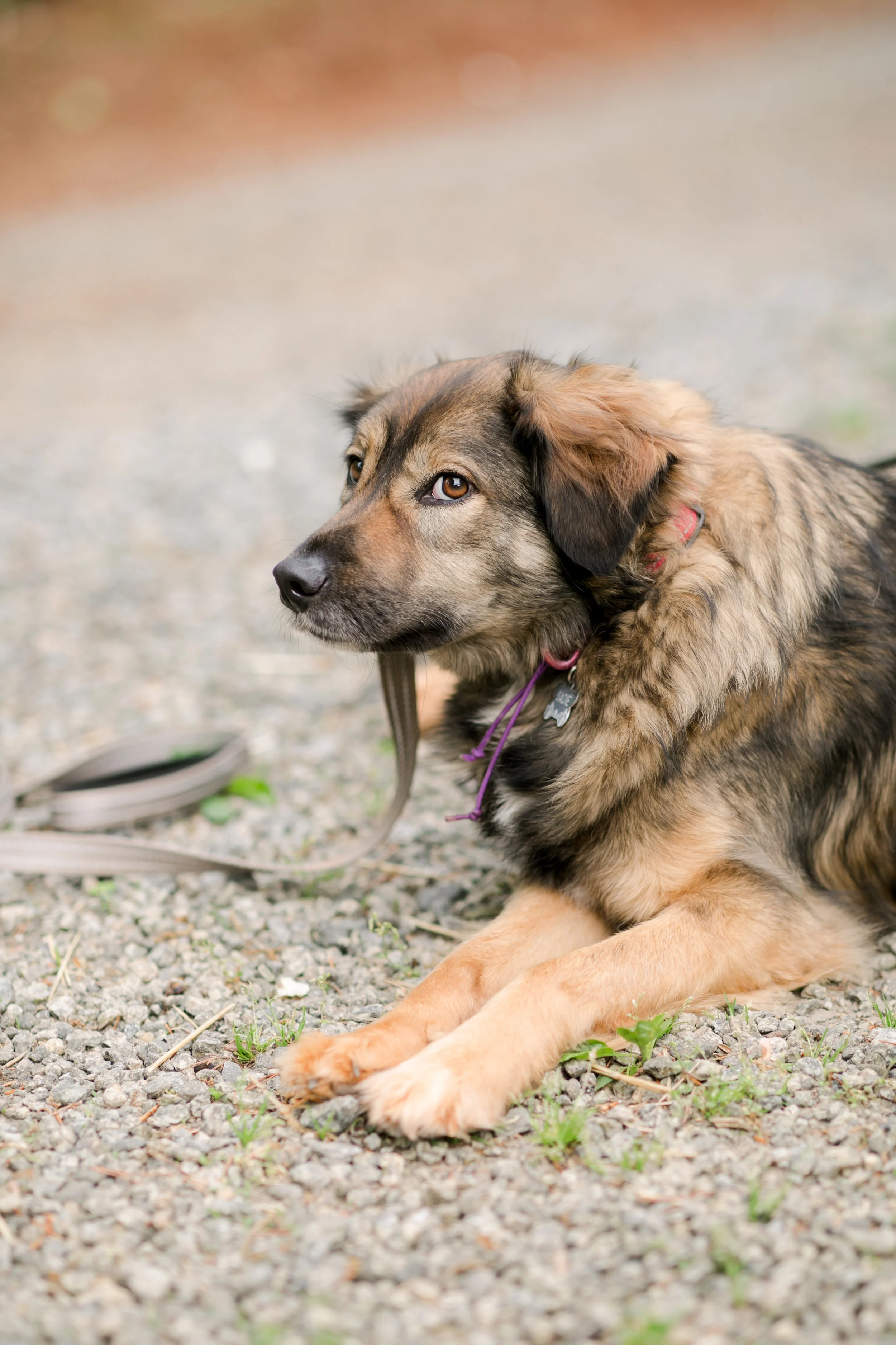 Sadies-Rules-K9-Training-2019-0059.jpg