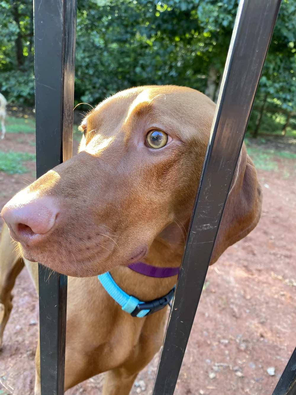 Does My Dog Need A Fence Invisible Fence Charlottesville Sadie S Rules K9 Training