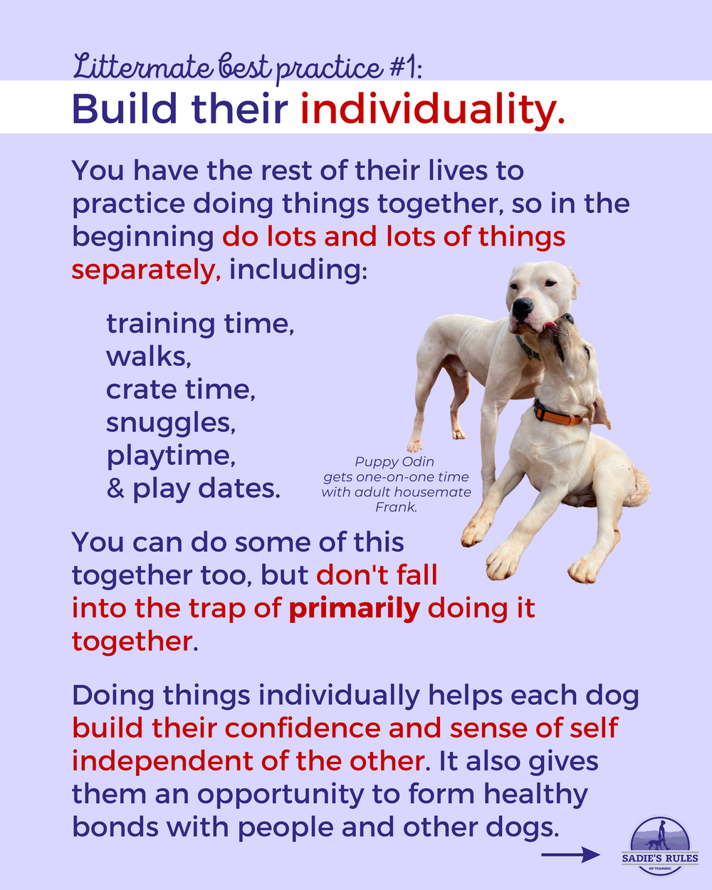 Tips on Housebreaking a Puppy: Proven Strategies for Fast Success