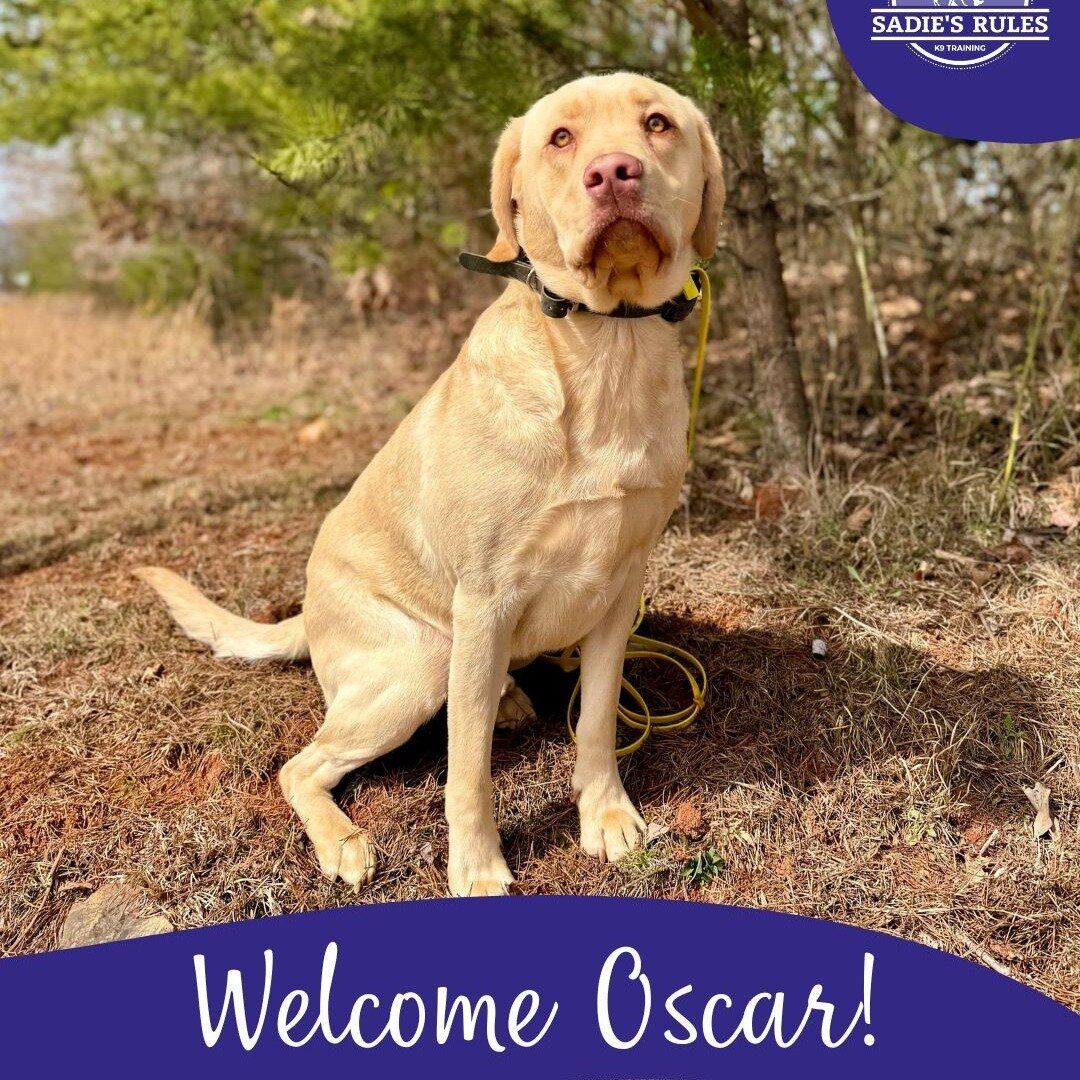 We welcomed a whole cohort of dogs when we got back from vacation last week. Each of them are making great progress, that you can see and follow along with in our daily stories. 

🐶 Oscar is here with his housemate, Otis, who he has been picking up 