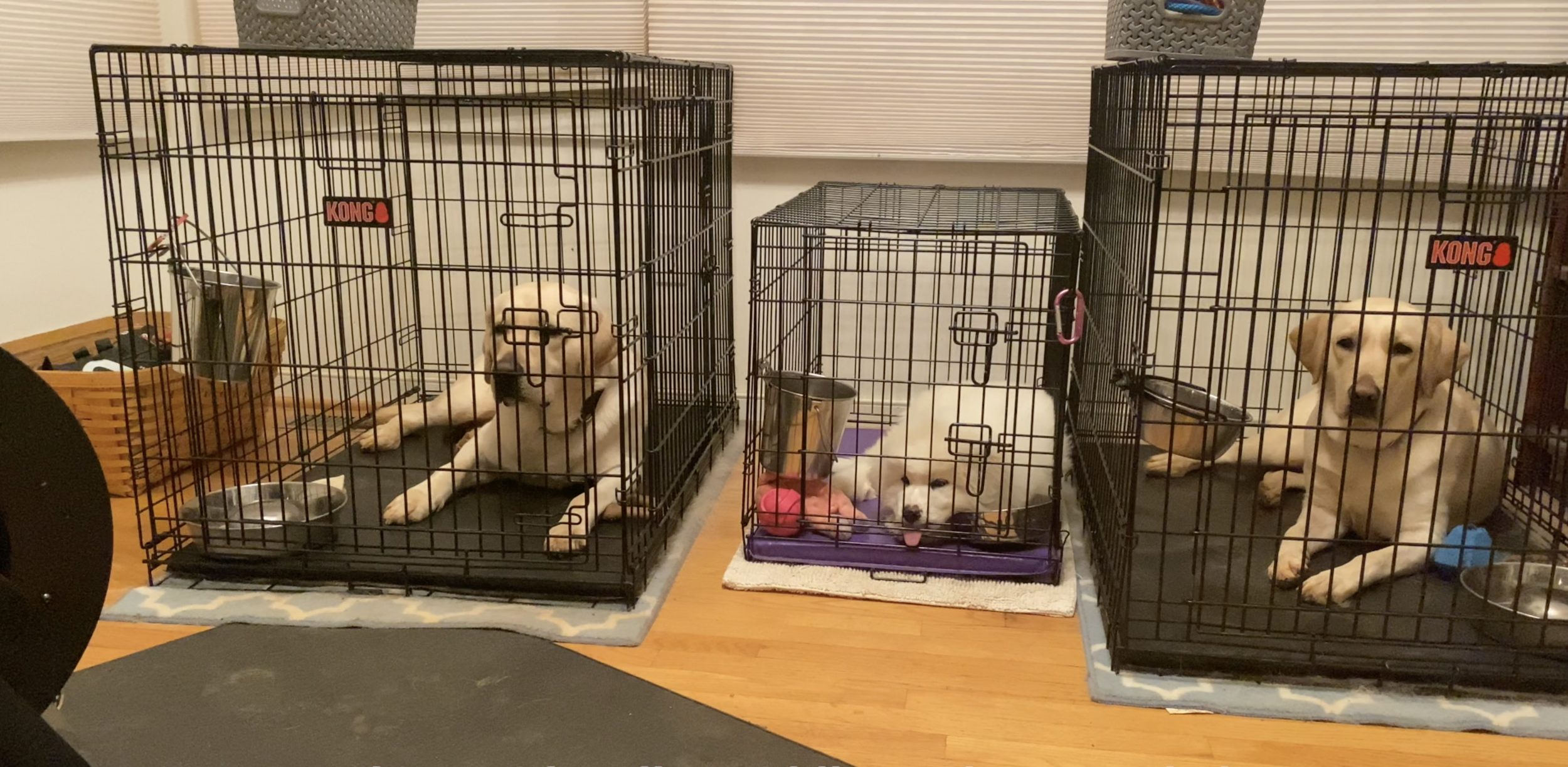 Dog Crate Training & Behavior Aids for Puppies,Crate Toys for Dogs