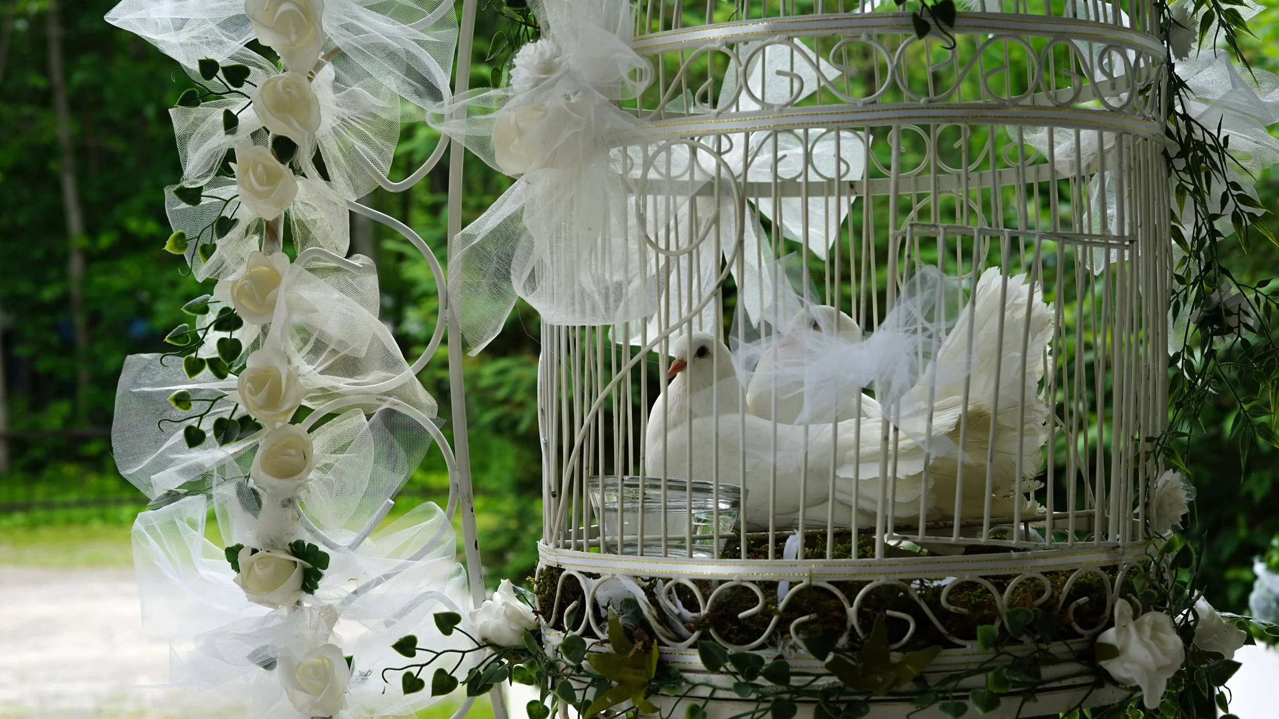 Colombes 5 (1 of 1).JPG