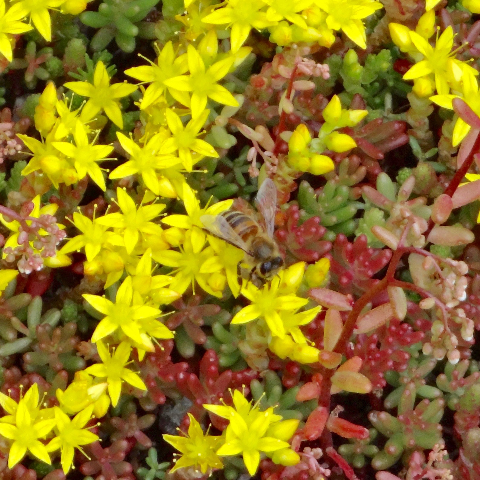 Bee on the sedum in St Katharine Docks.jpg