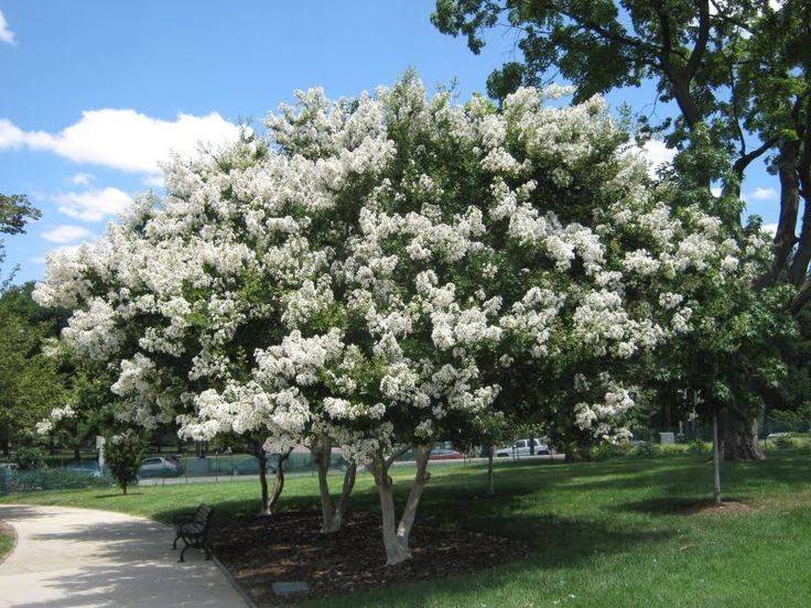 Crepe Myrtles