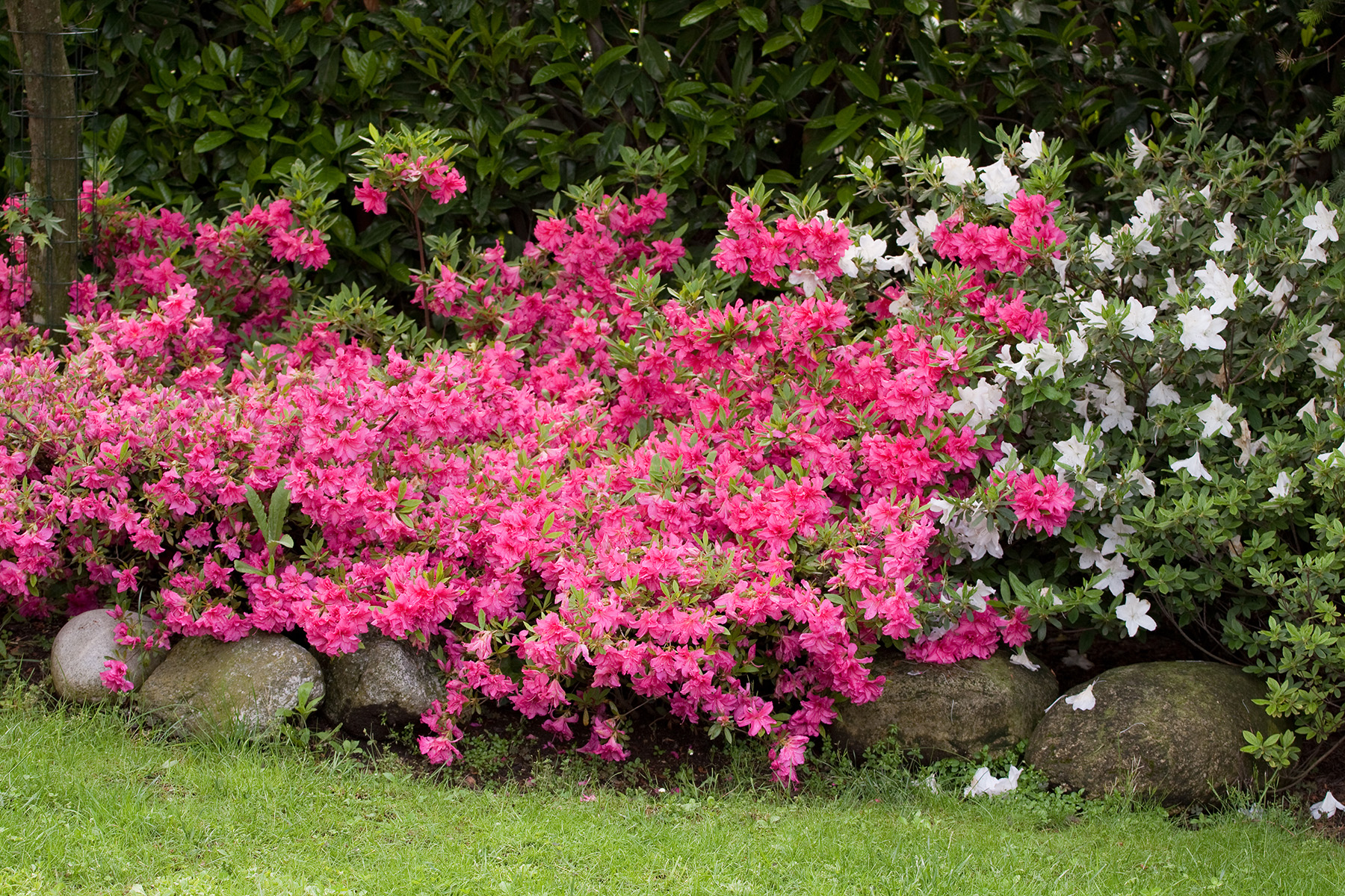 Azaleas