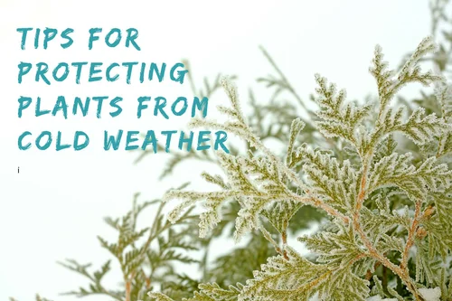 FREEZE WARNINGS?: TIPS FOR PROTECTING YOUR YARD — Vista Landscaping