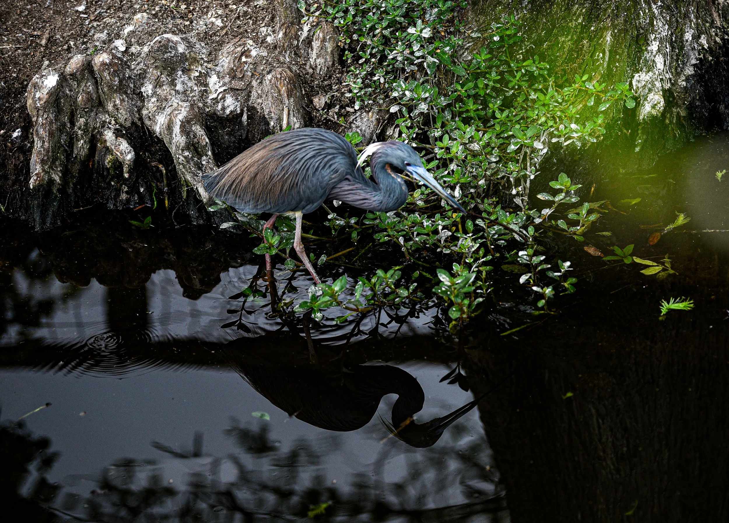 _DSC9666.jpg