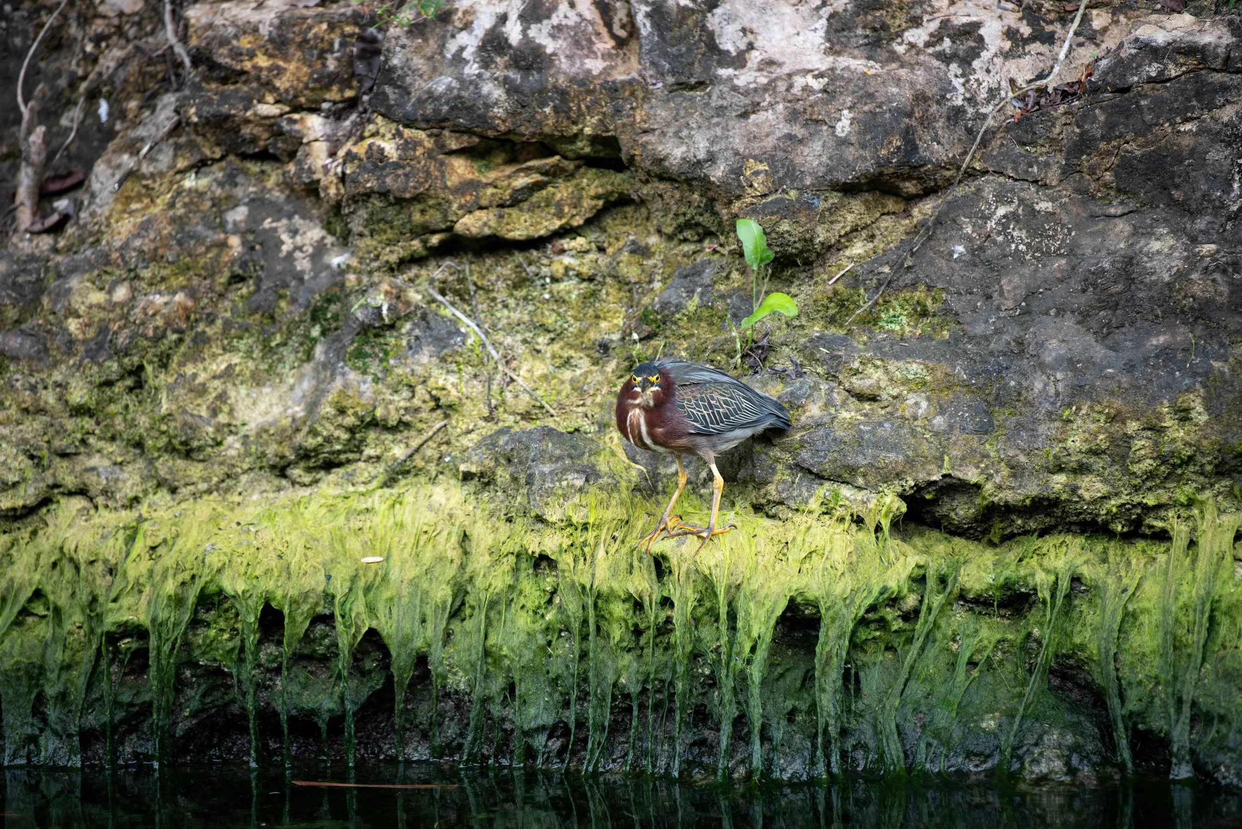 GREEN HERON