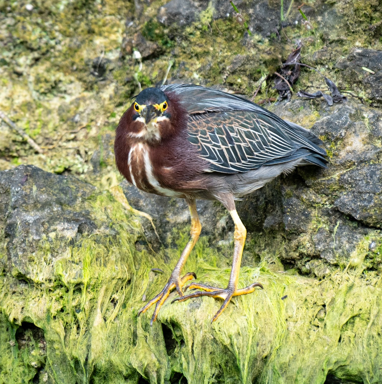 GREEN HERON #2