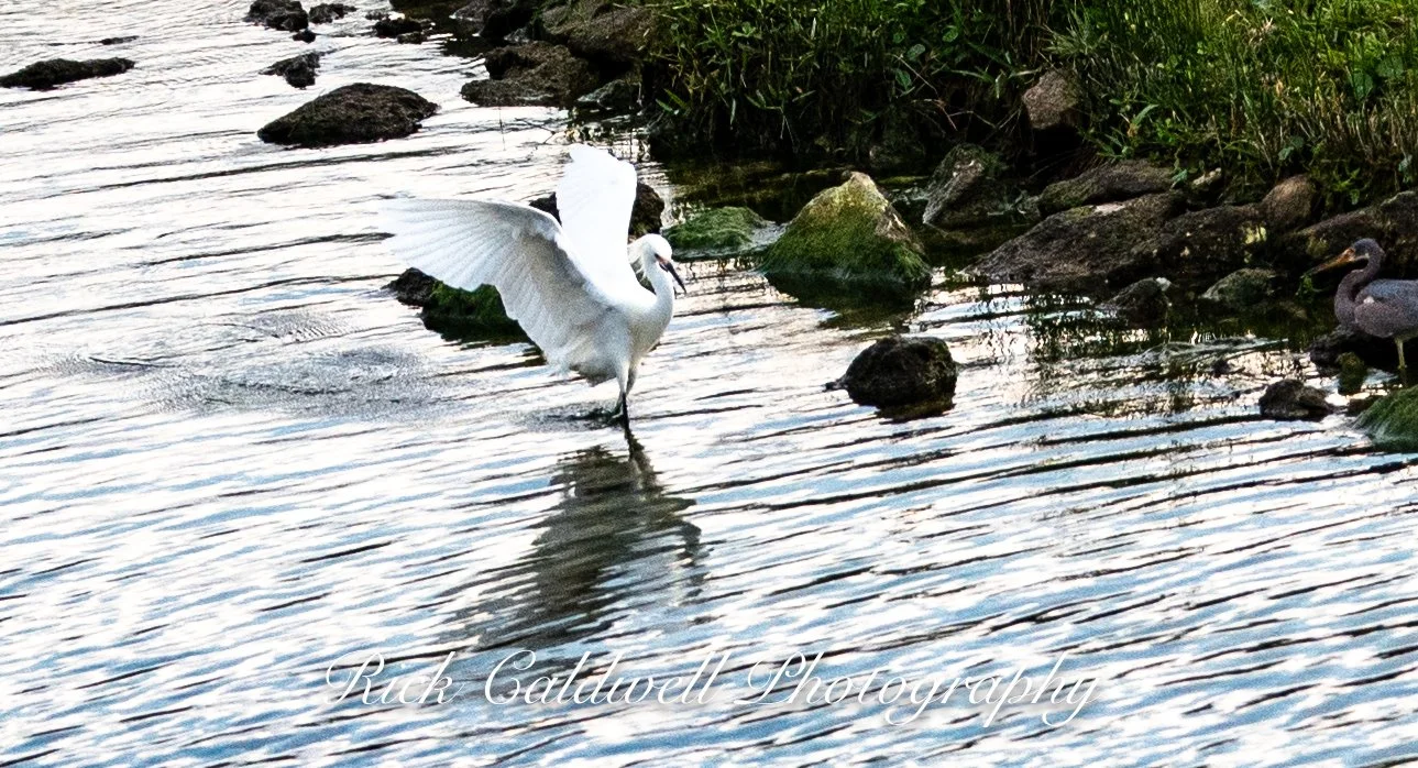 GREAT EGRET