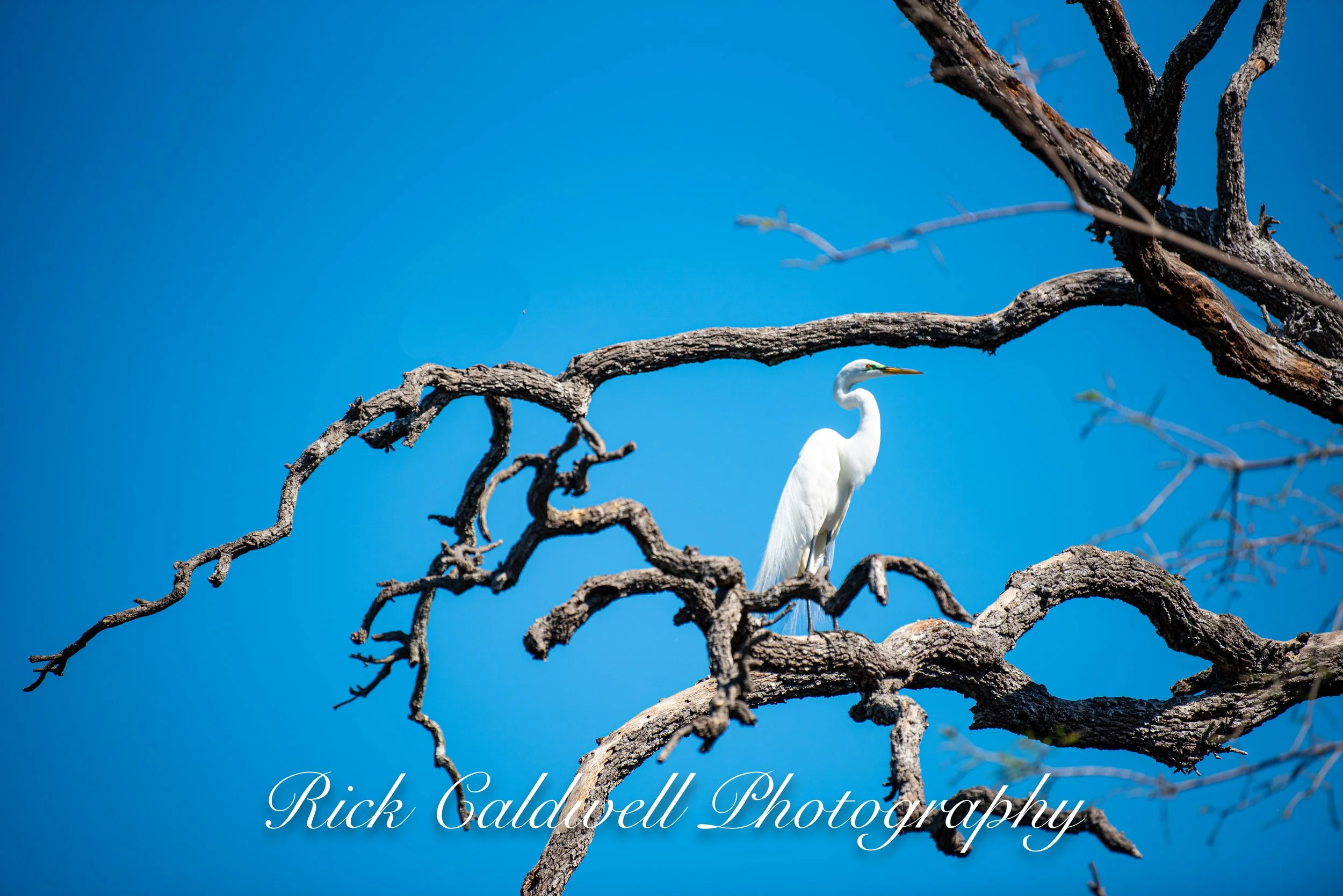 GREAT EGRET #2