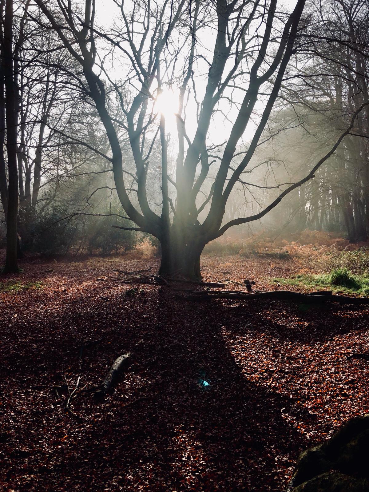 Loughton Camp. Can you spot the tree elf?