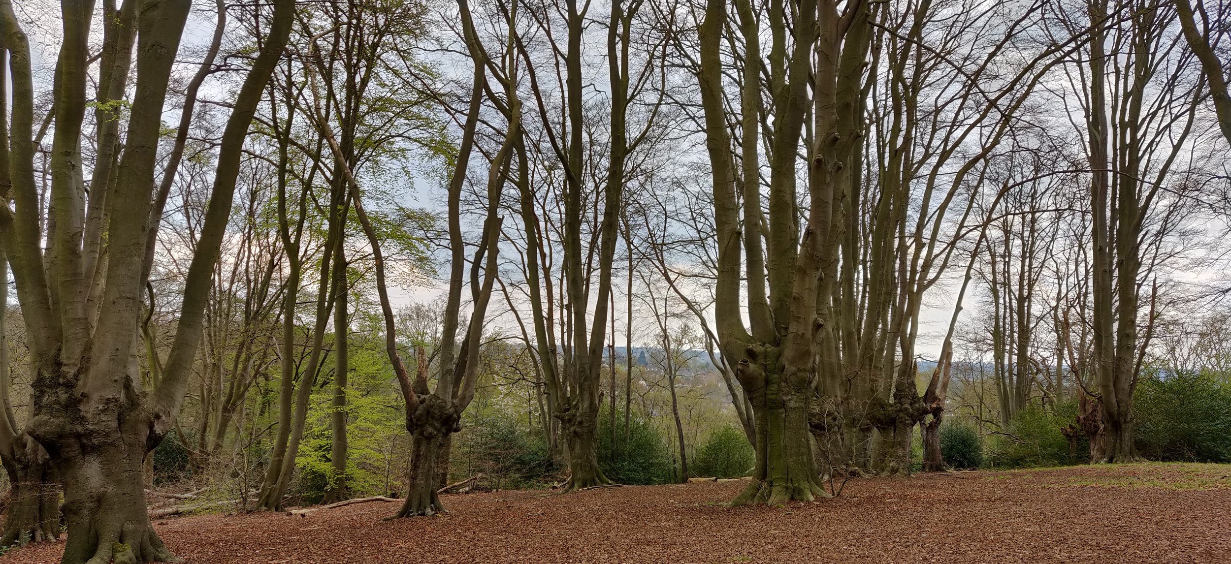 Pollarded trees, Staples Hill, Loughton 2019