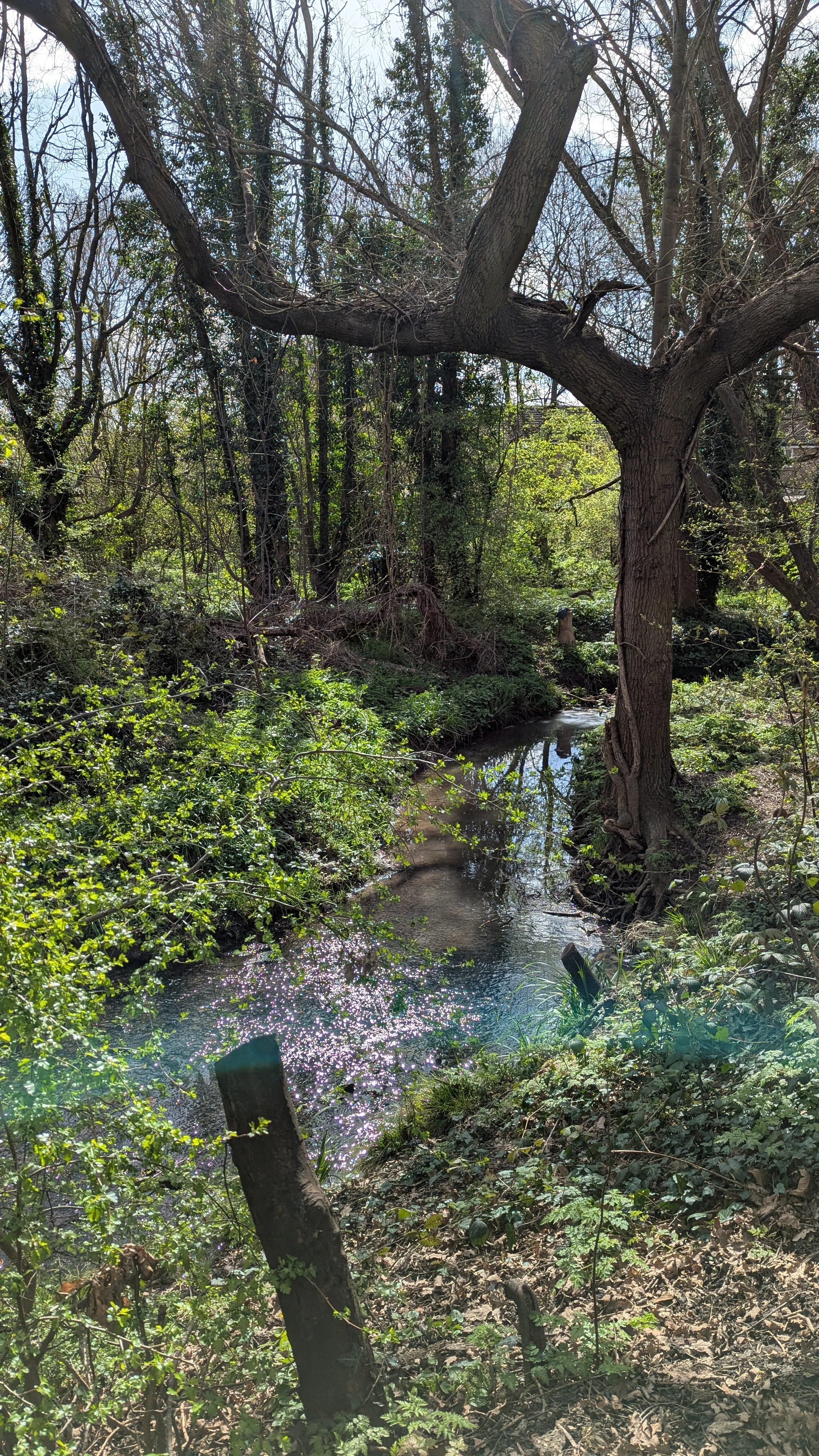 Brookfield Meadow_Ching 2026