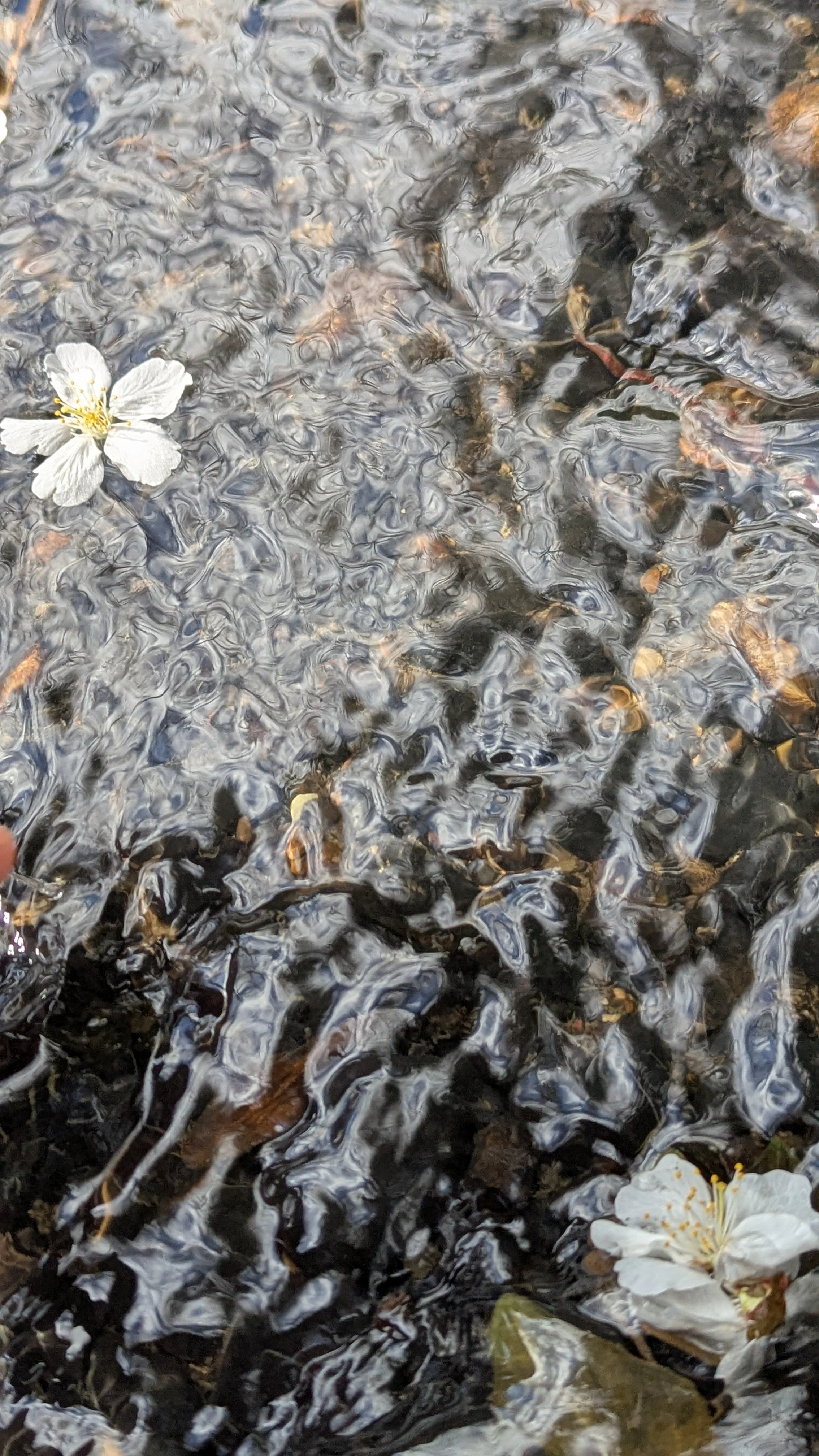 Close up. Ching with blossom