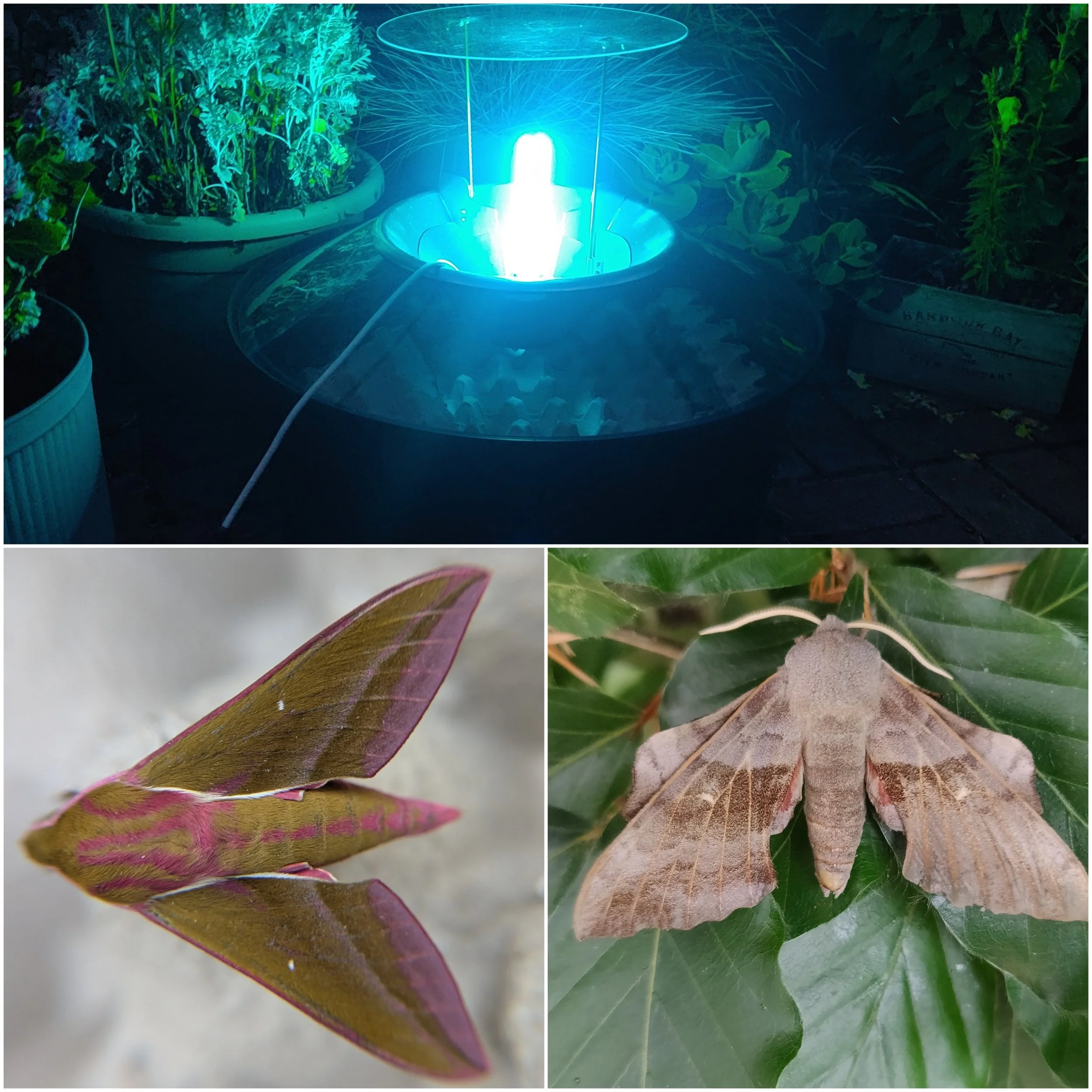 Moths