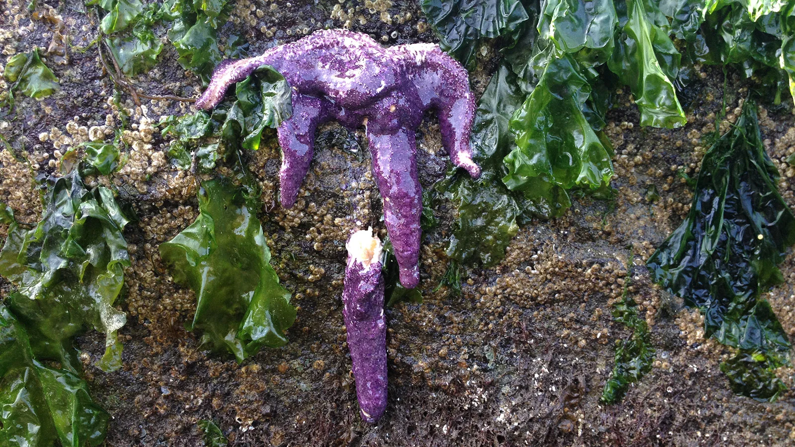 MAC24_SEA_STAR_GOO_CAROUSEL.jpg