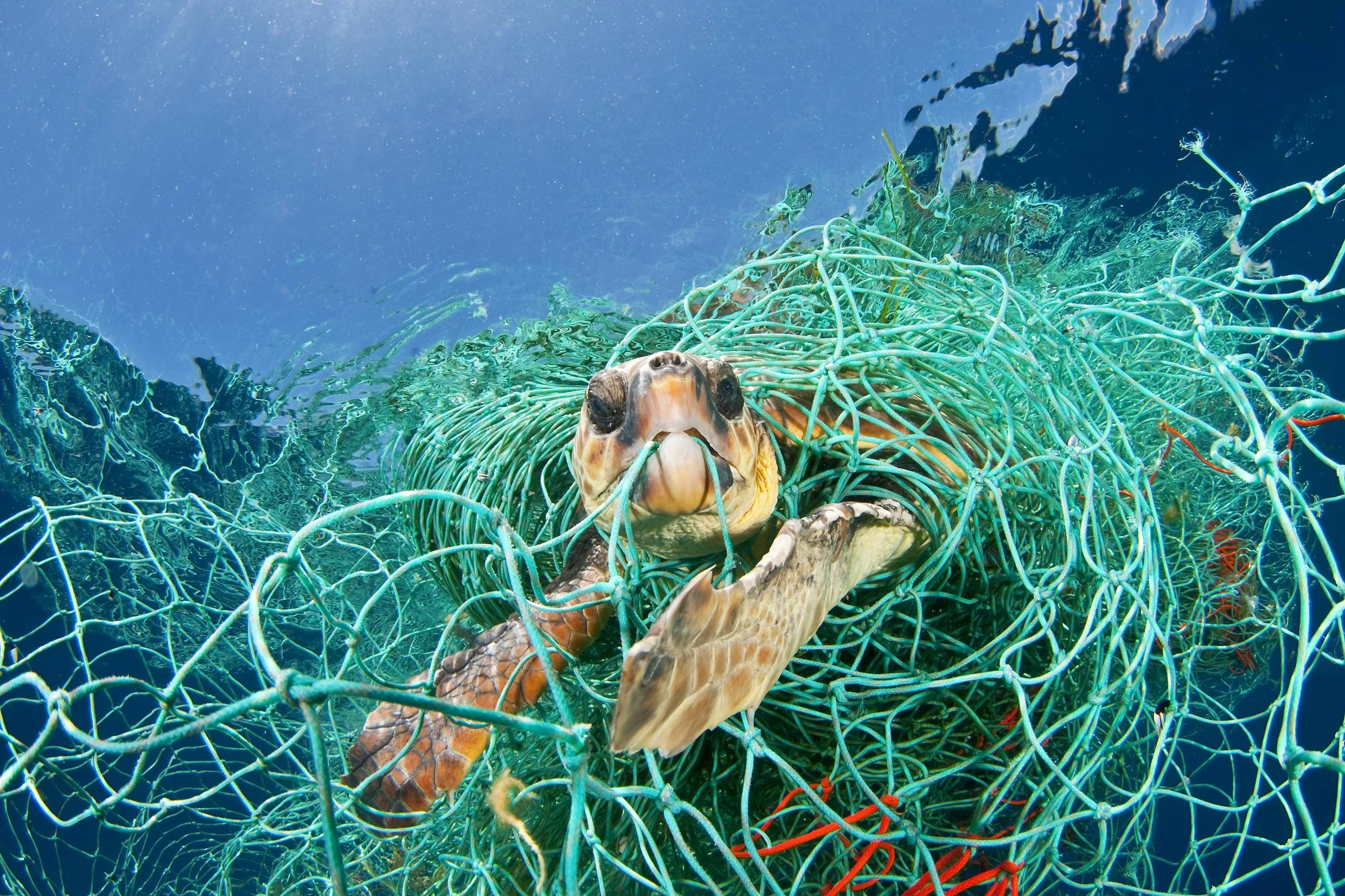 turtle-caught-in-net.jpg
