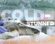 ColdStun-MoviePoster_11x17_final-HR_150.jpg