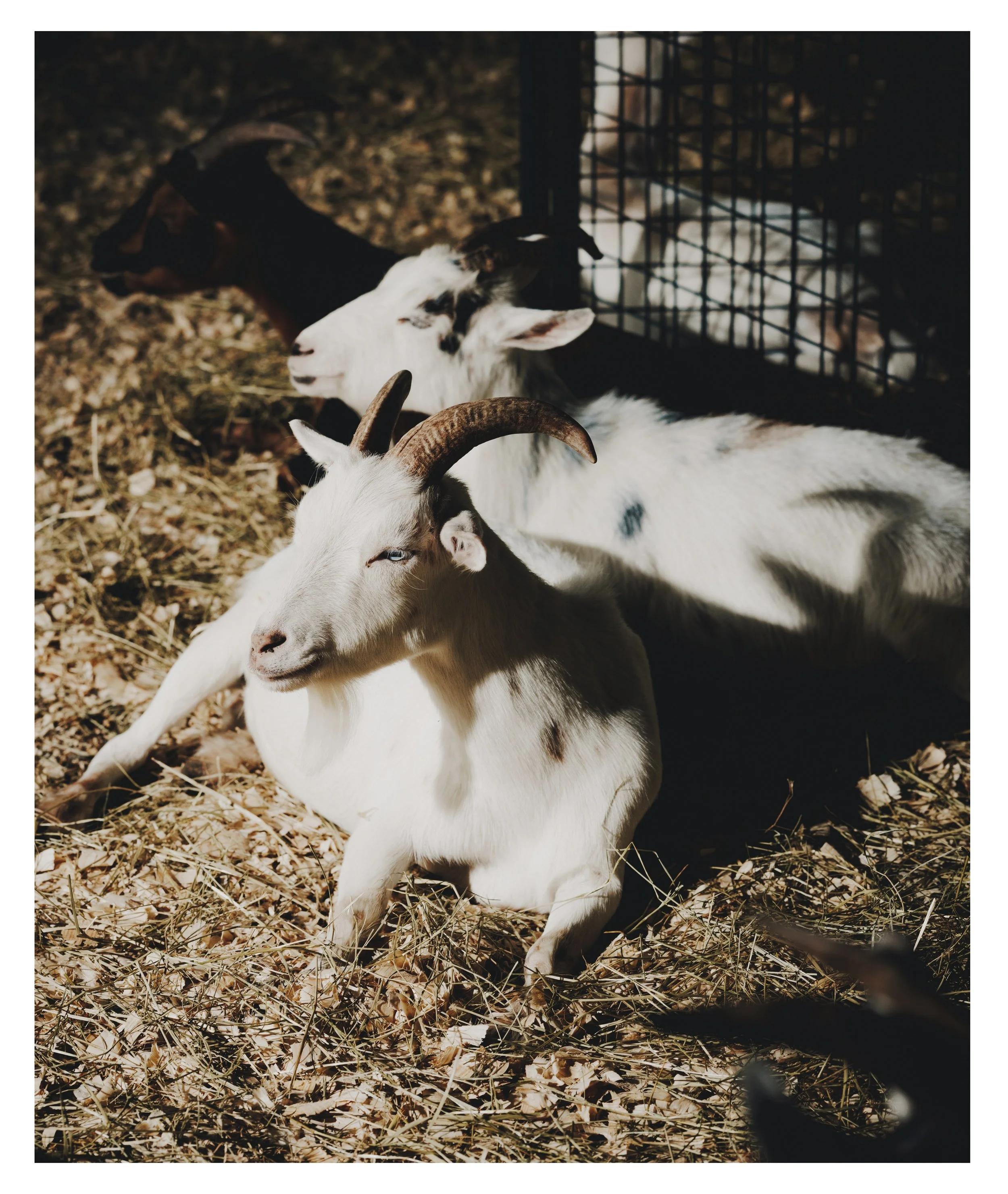 COUNTY FAIR PROJECT.jpg