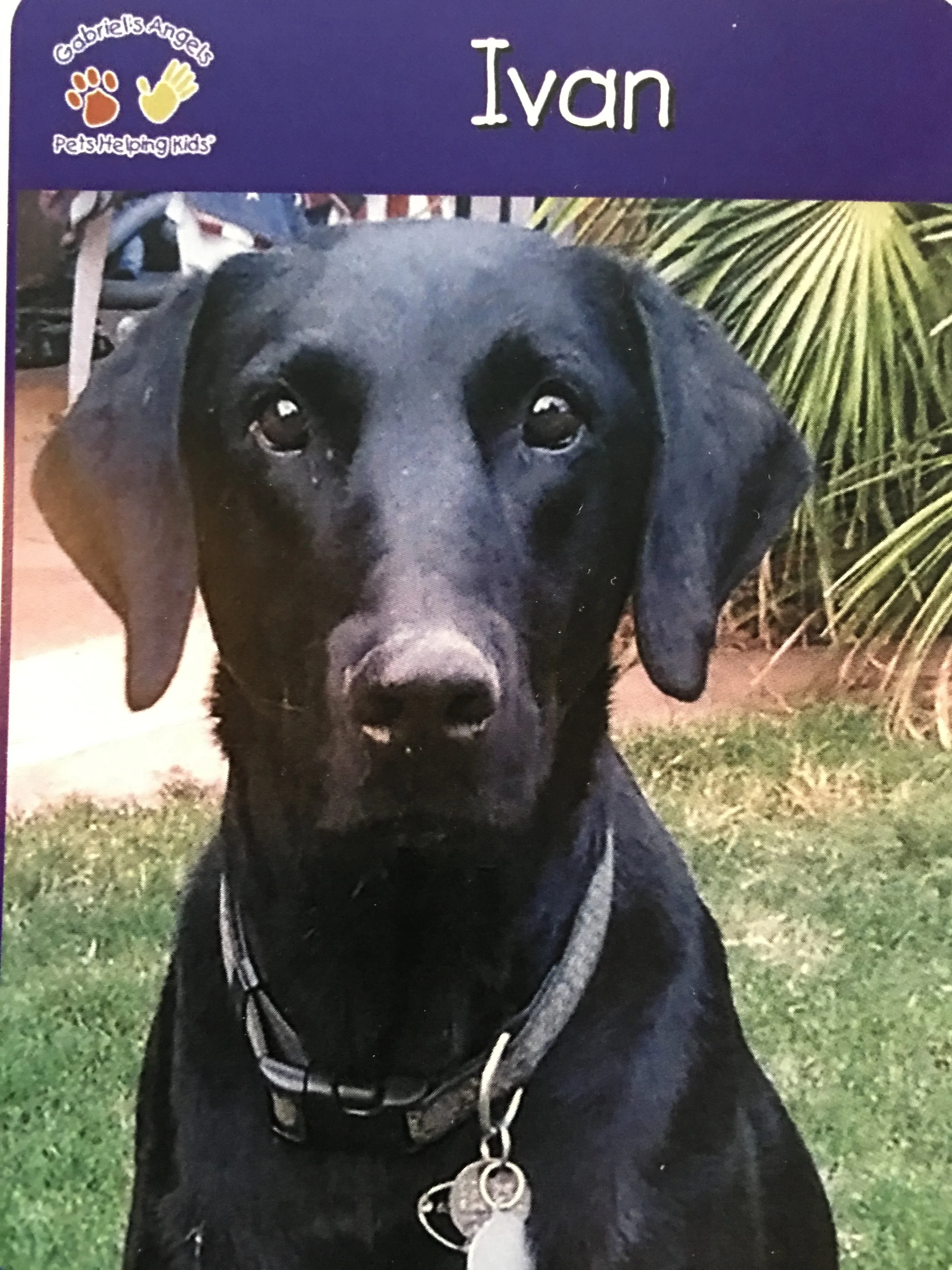 Ivan is a Male Lab, 90lbs, 17 years old.  He is with Gabriel's Angels, a group that does pet therapy with at risk kids.