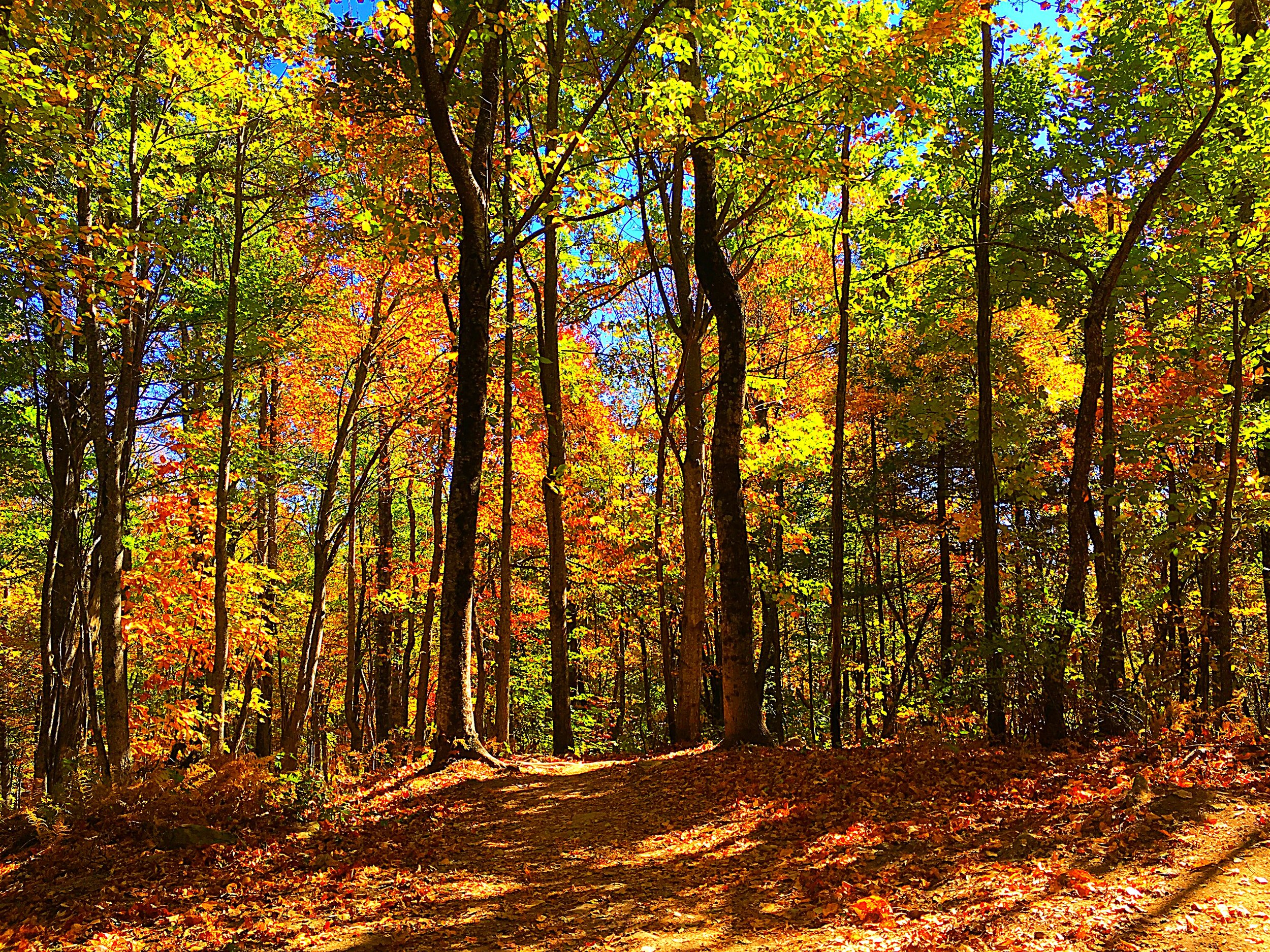 Fall Colors in Dupont