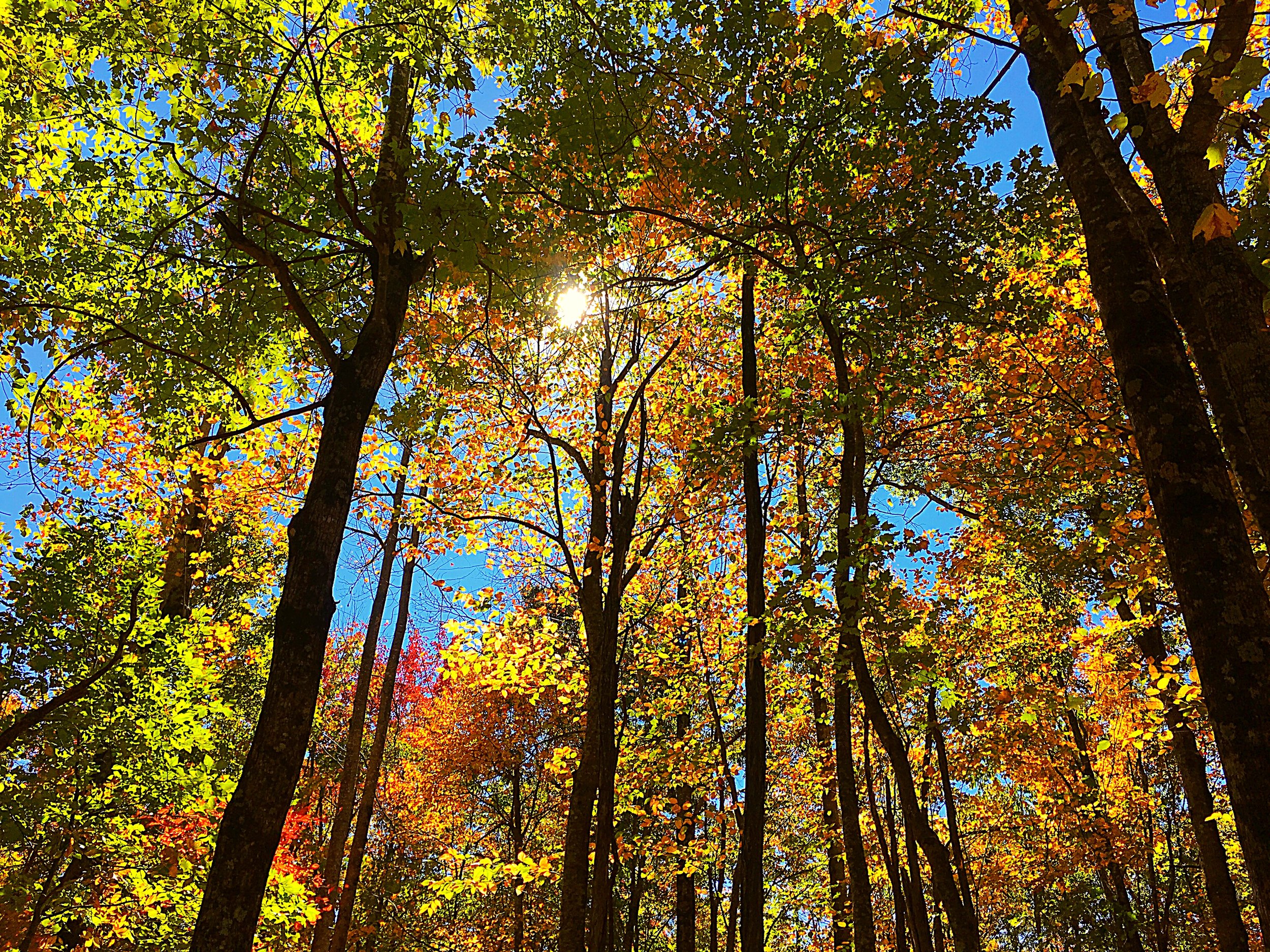 Sun shining through the leaves in Dupont