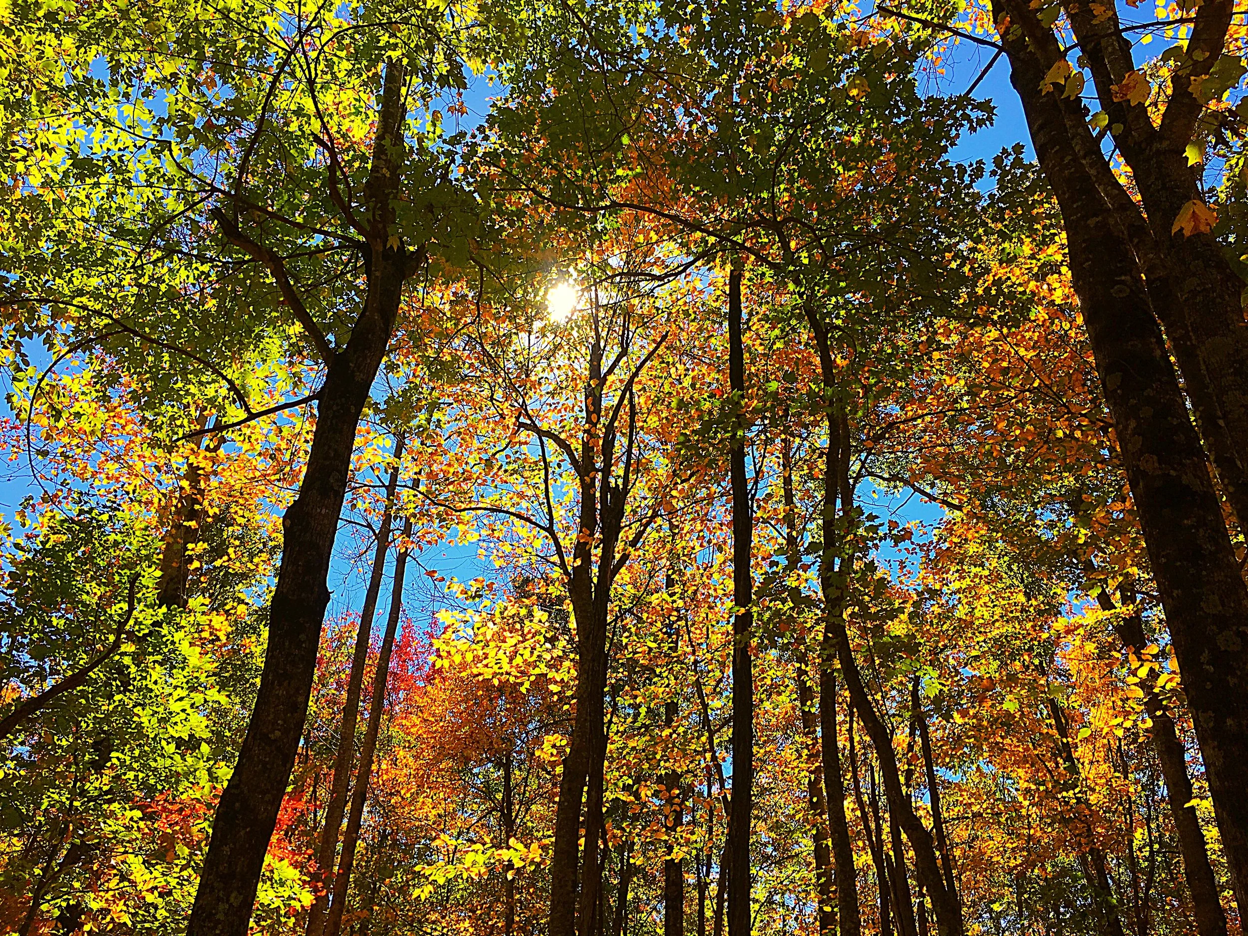 Sun shining through the leaves in Dupont