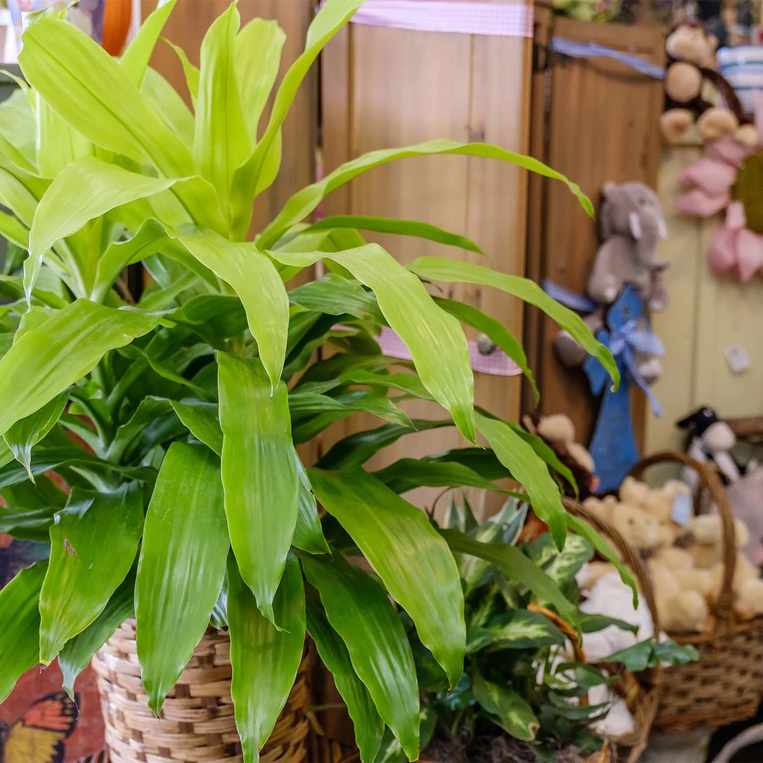Plants from Hoover Florist