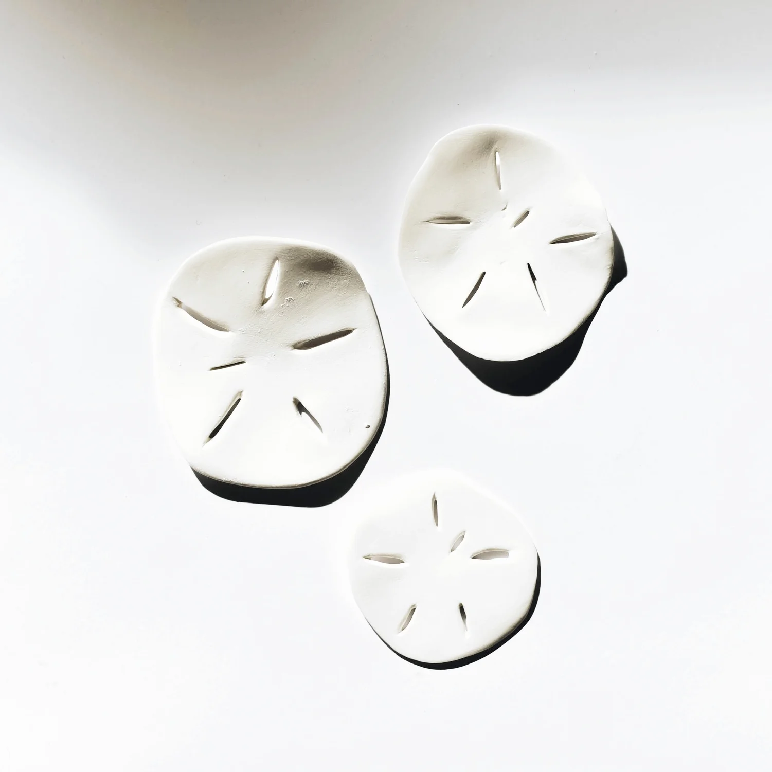 cg 3 sand dollars.jpg