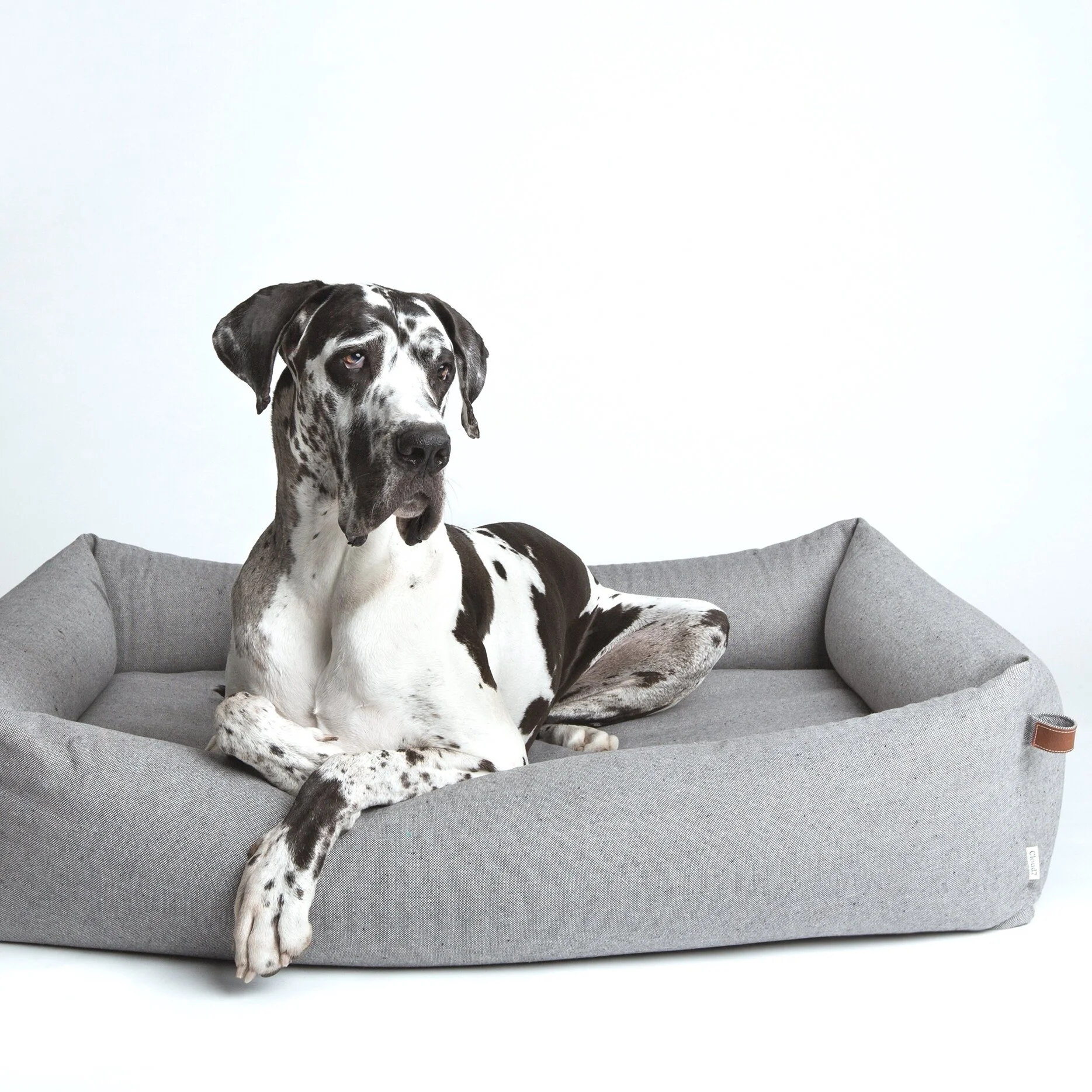 grey puppy bed