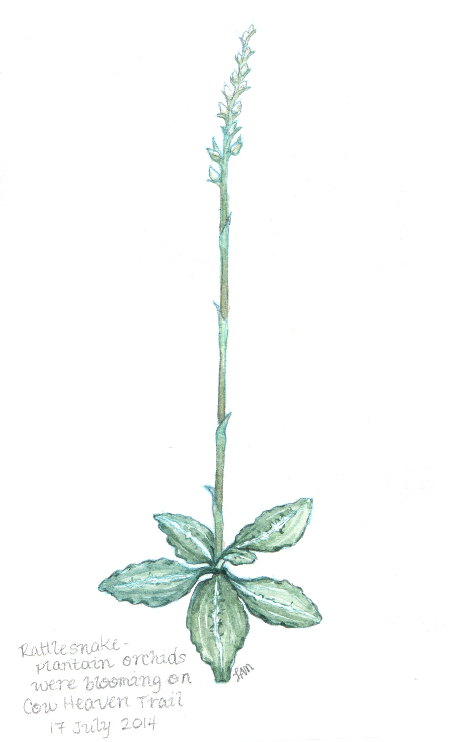 Rattlesnake Plaintain Orchid