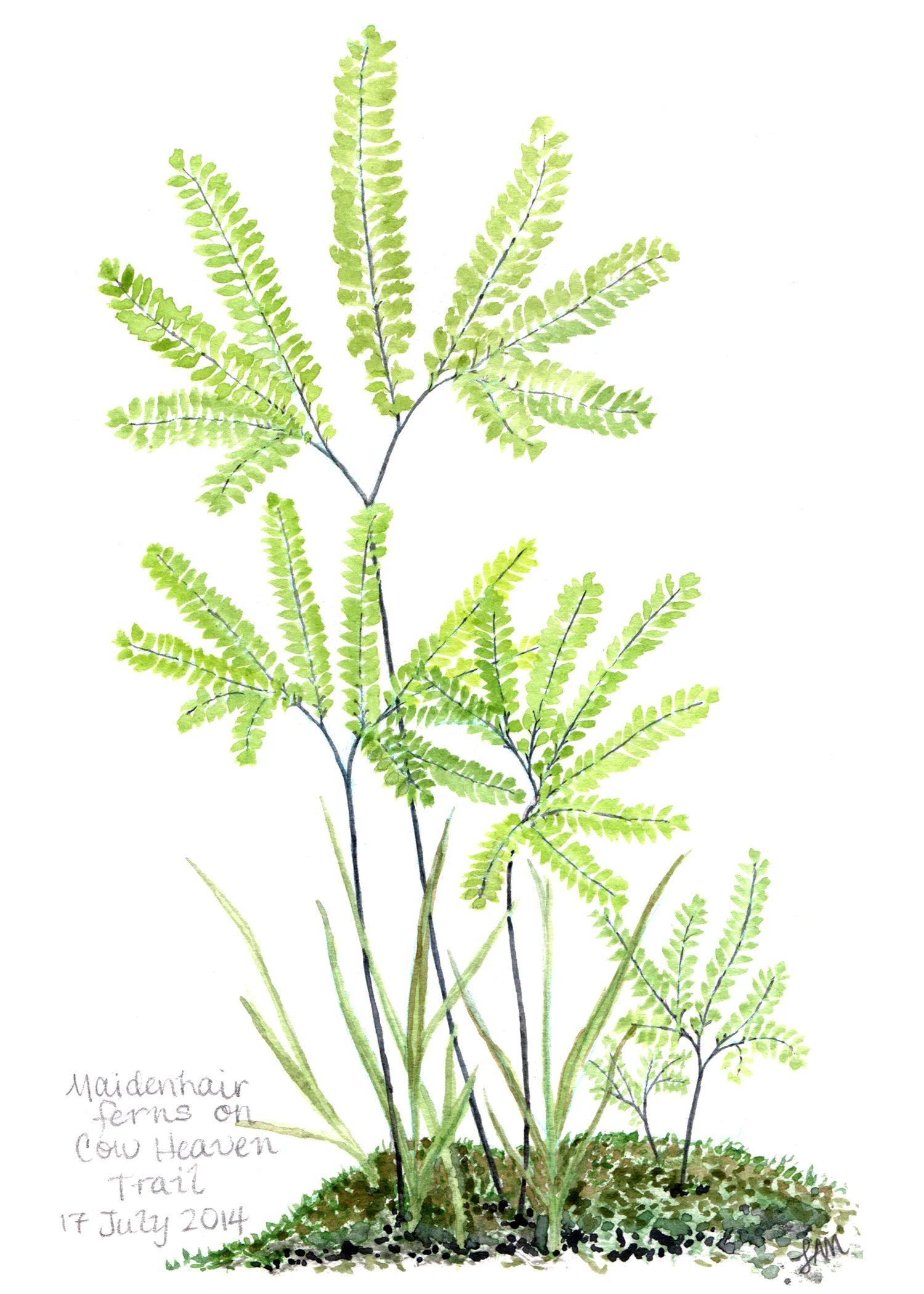 Maidenhair on Cow Heaven Trail