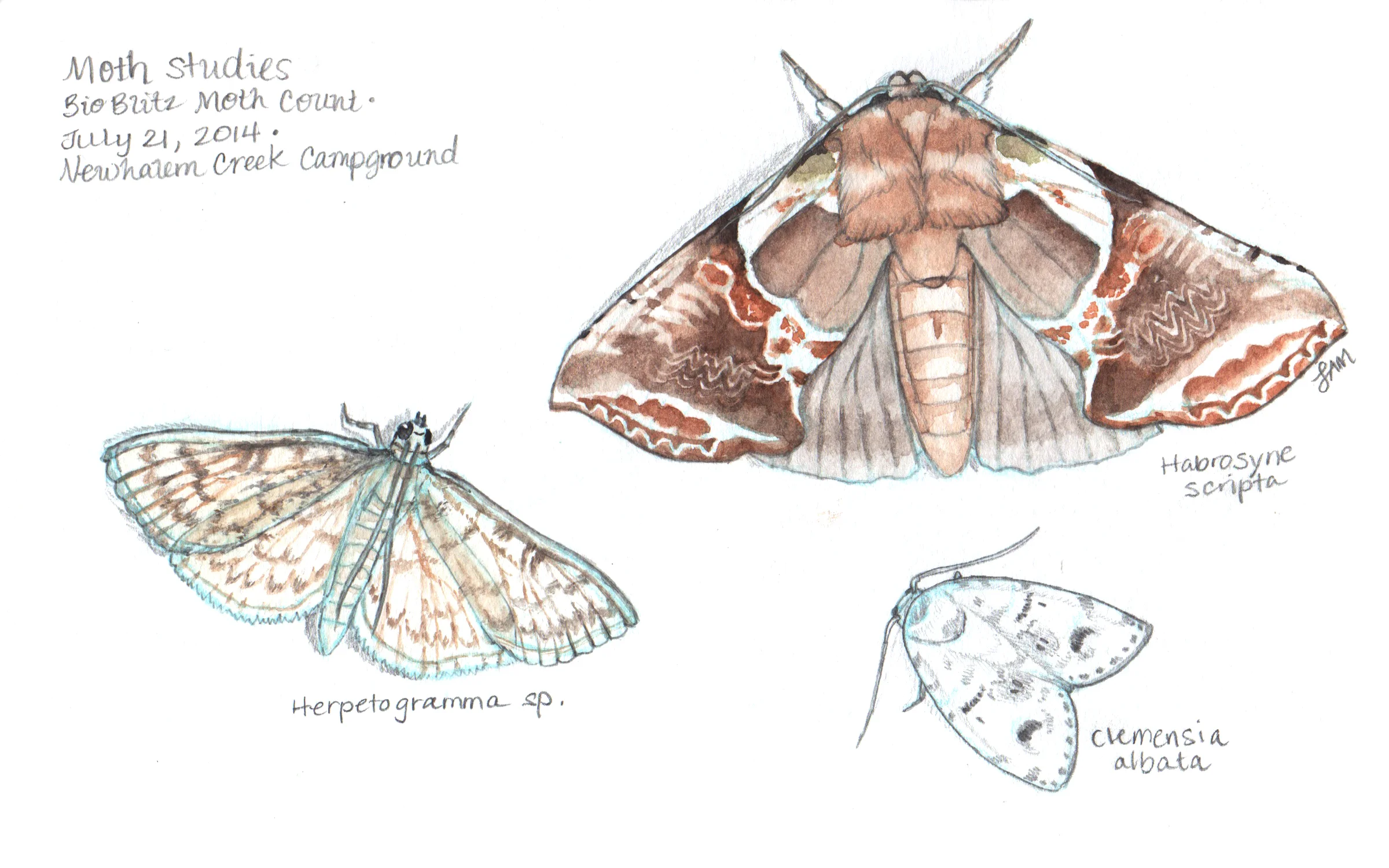 Moths at NOCA Vistor's Center