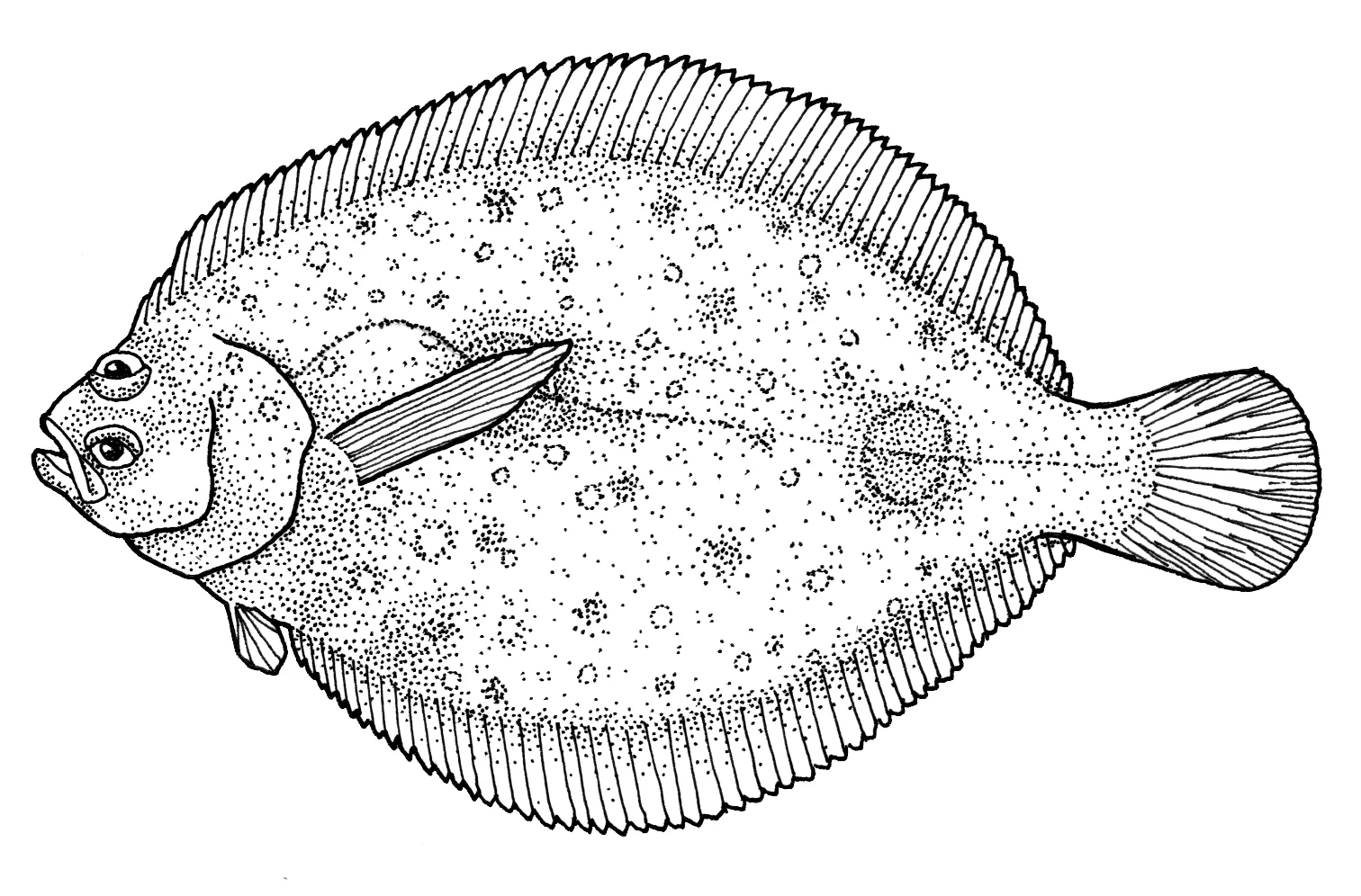 Fantail sole