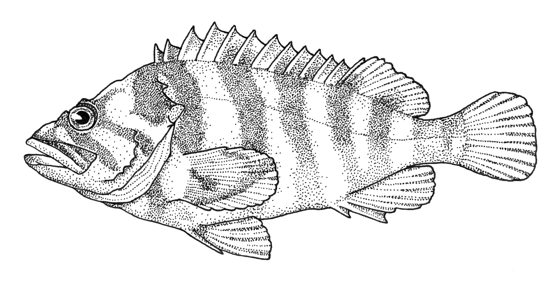 Treefish