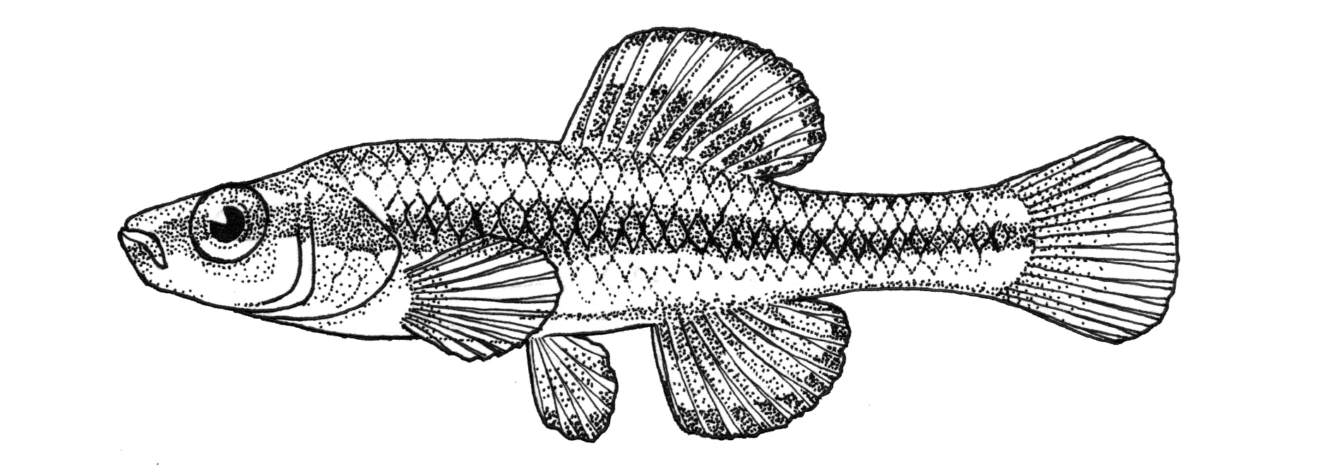 Bluefin killifish
