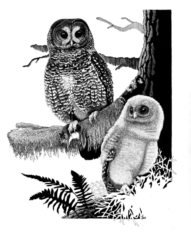 Northern Spotted Owl Mama and Chick