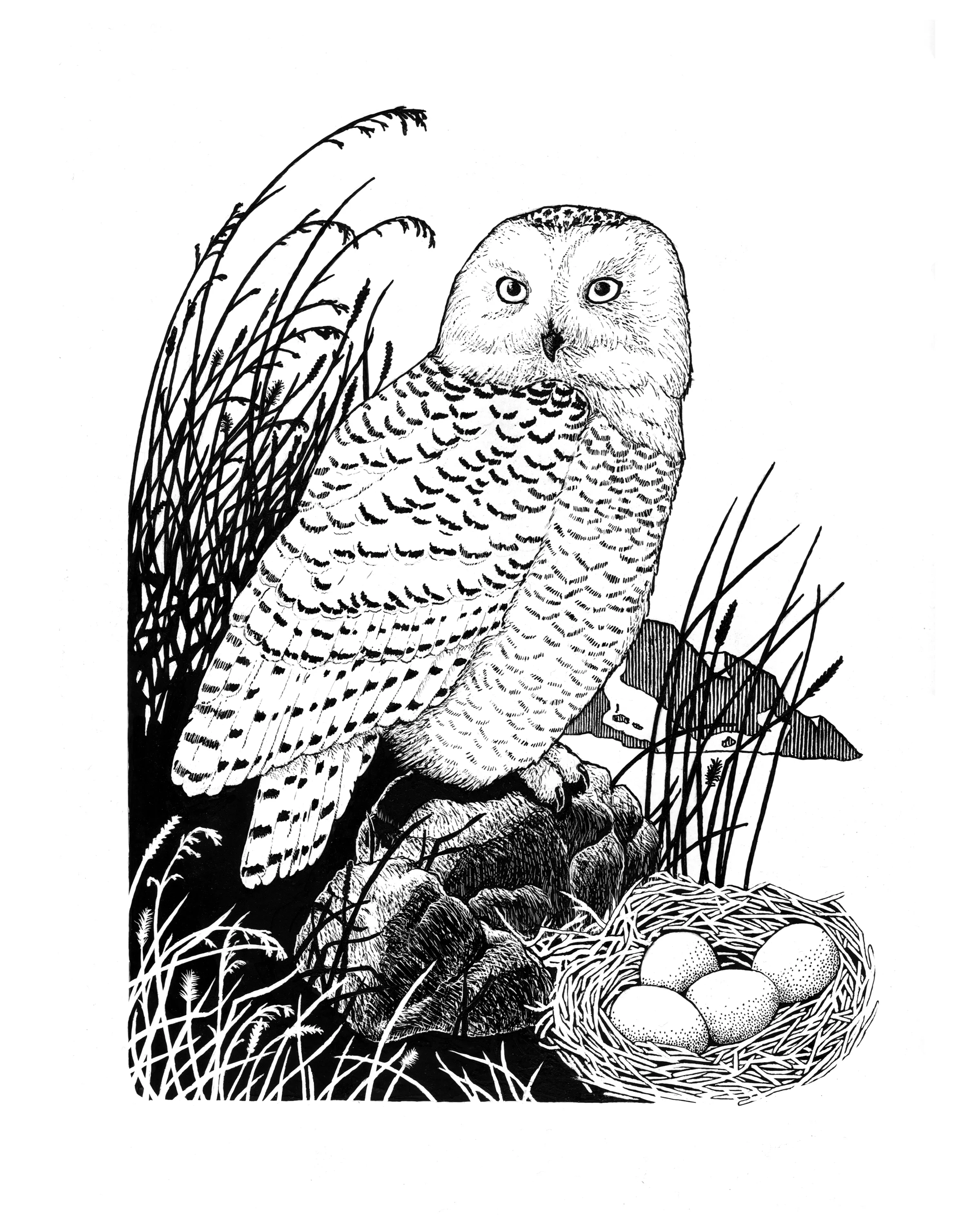 Snowy owl