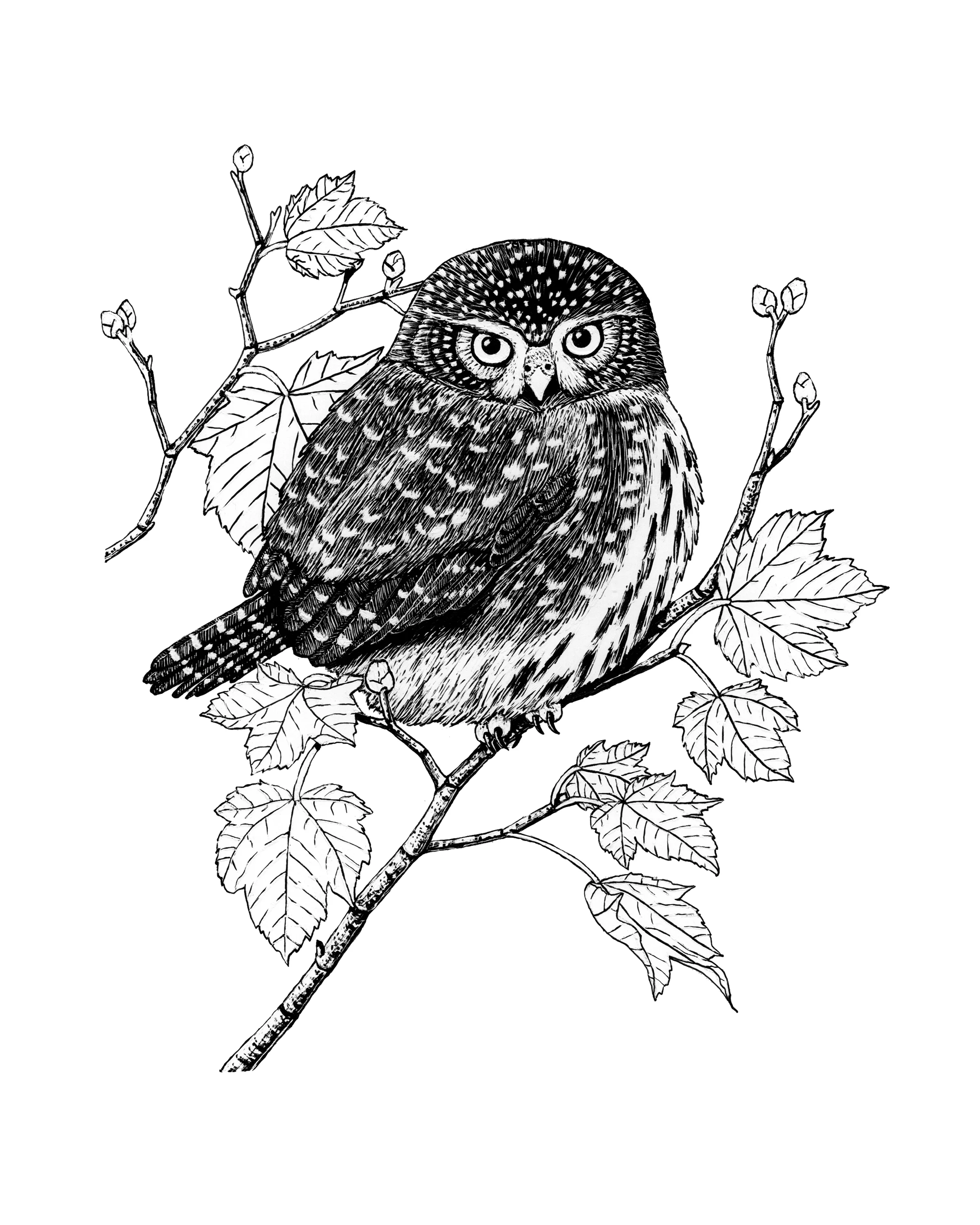 Northern pygmy-owl