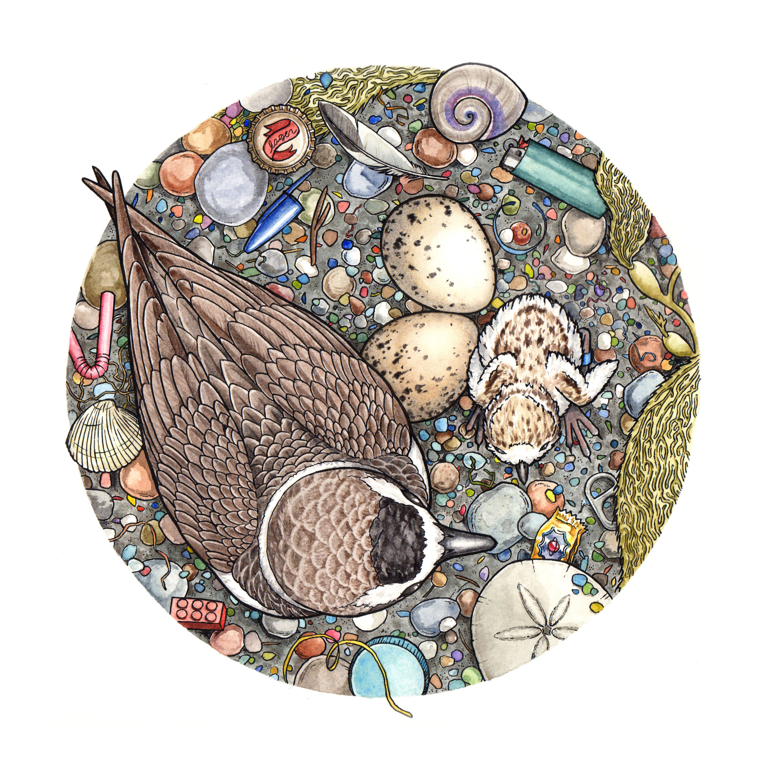 Life of a Beach Critter