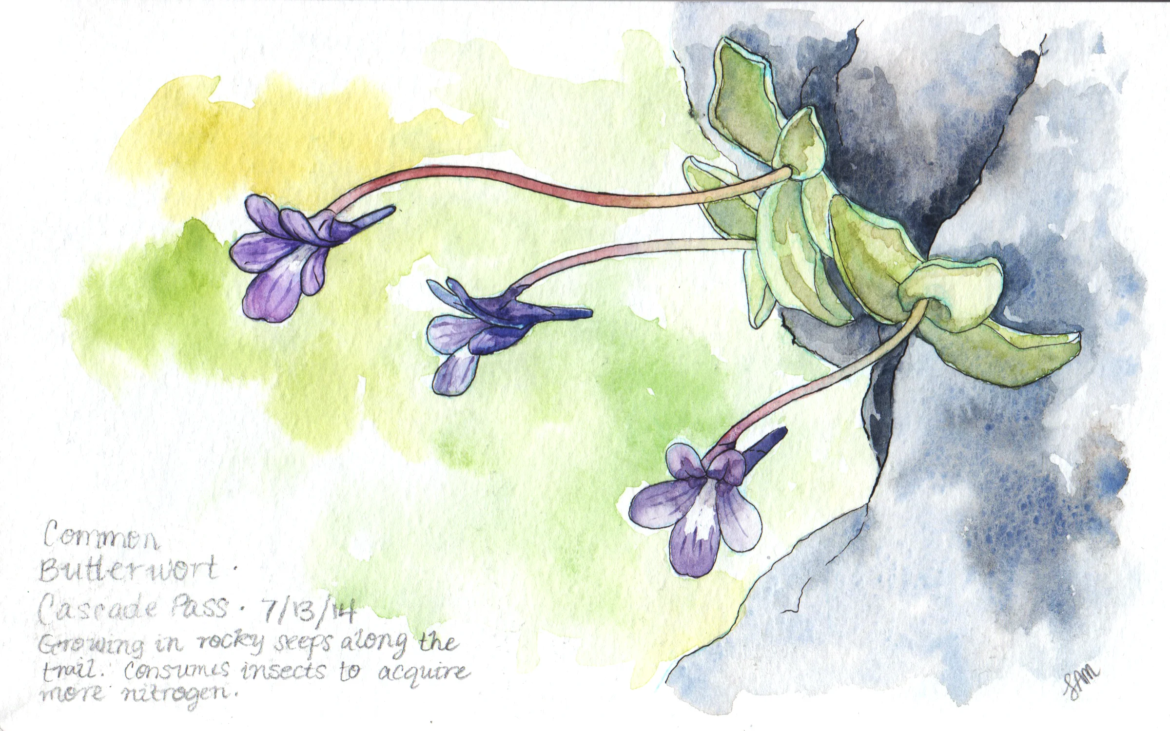 Common butterwort