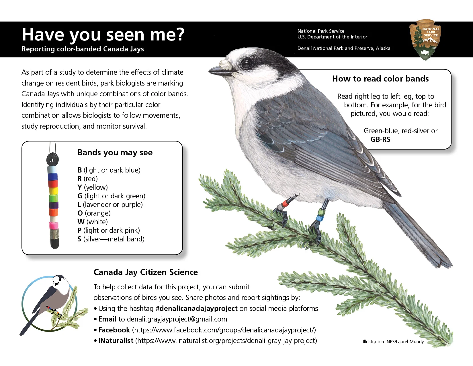 Canada Jay research outreach poster