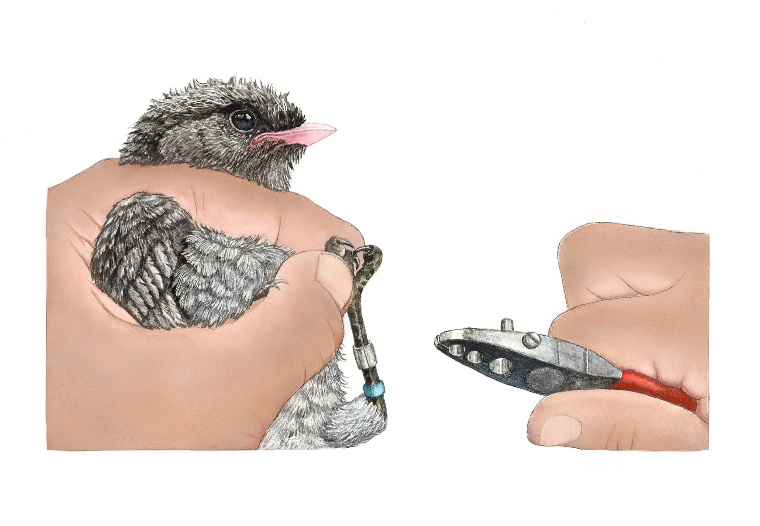 Banding a Nestling